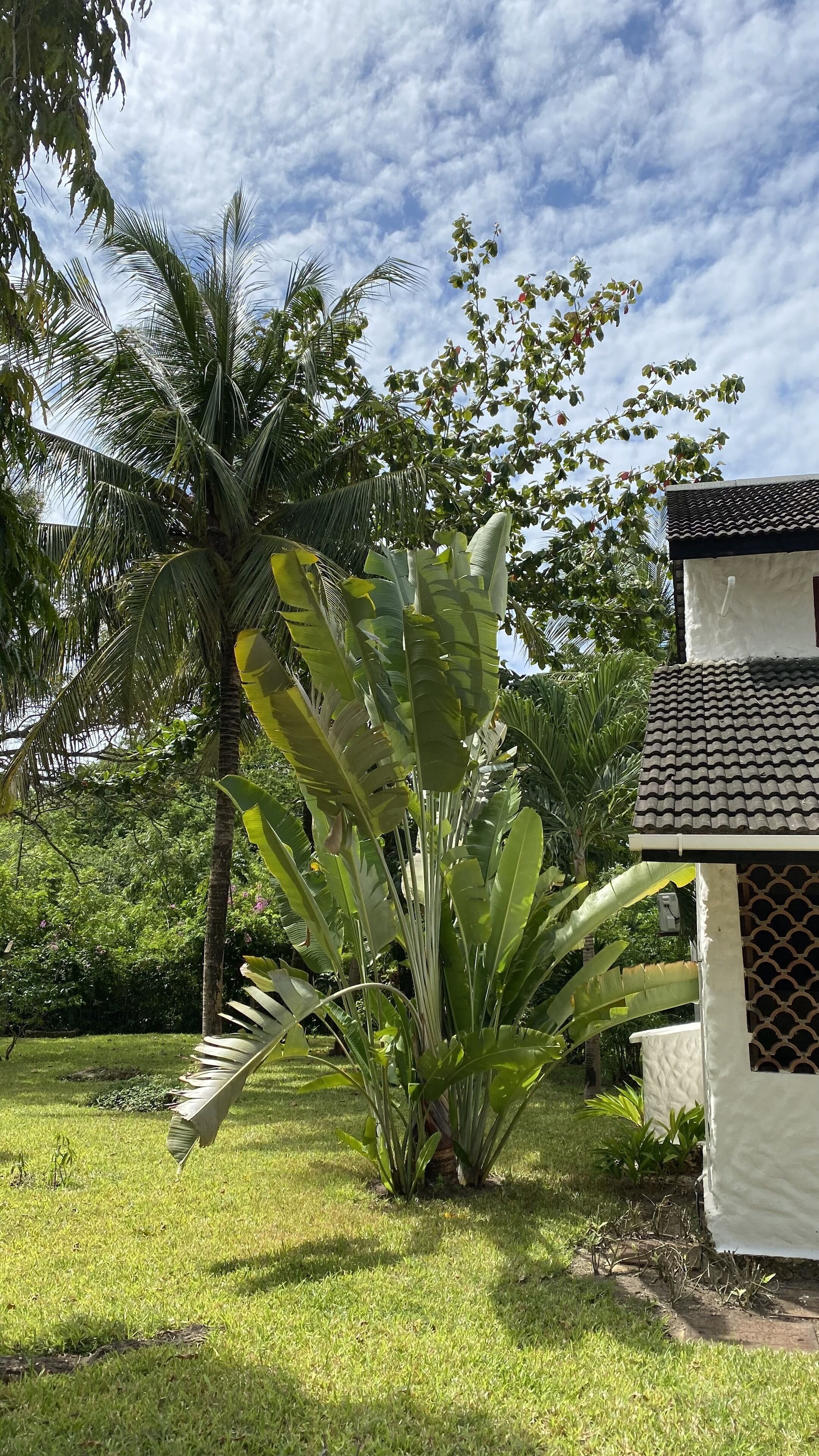 A lush garden with large banana plants and a palm tree, a small white building with a tiled roof, and a clear blue sky.