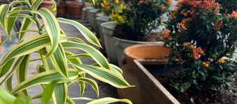 Regency Inn - Fort Sam Houston