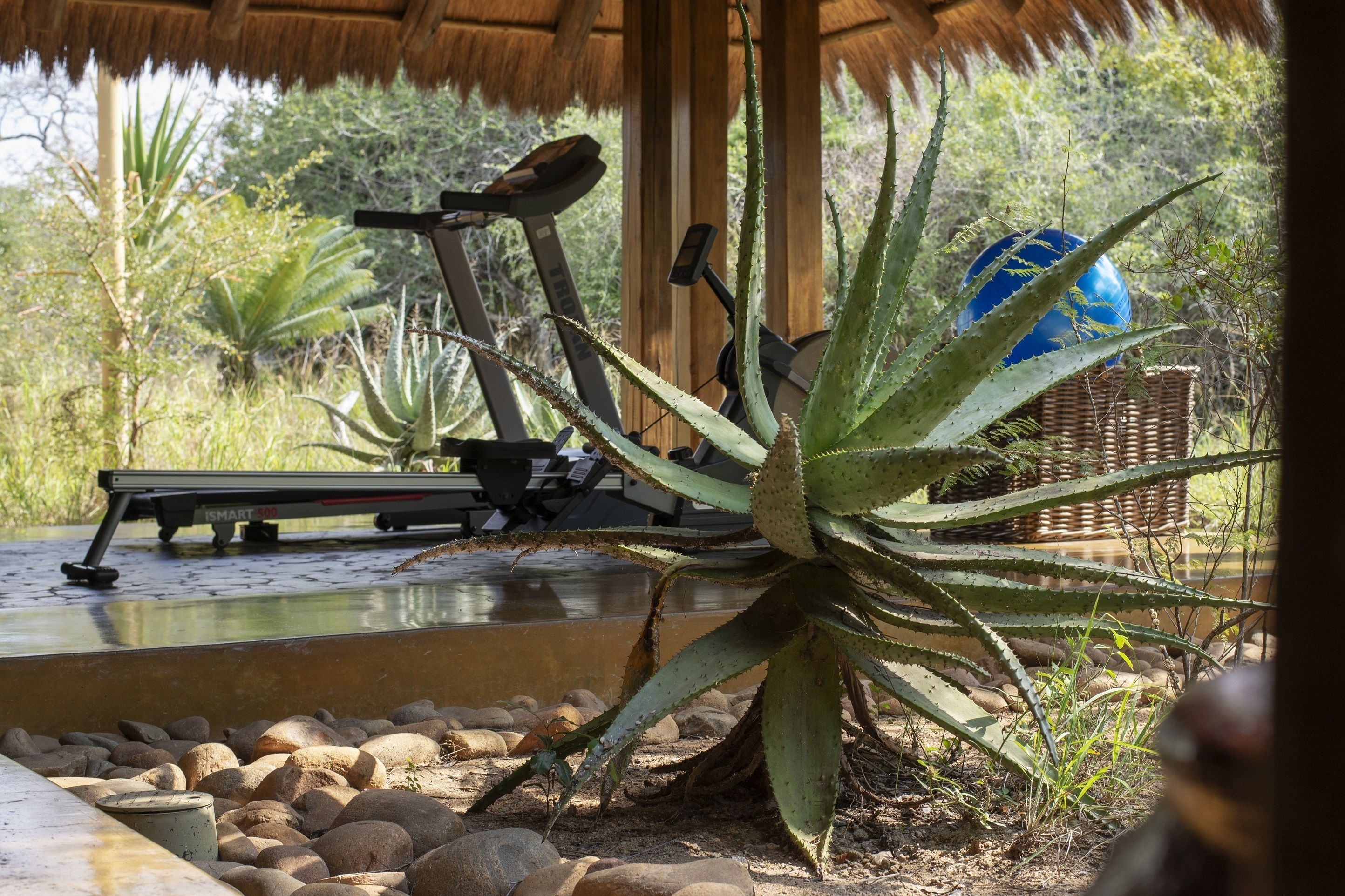An outdoor exercise area with a stationary bike, a water feature, and a large aloe plant.