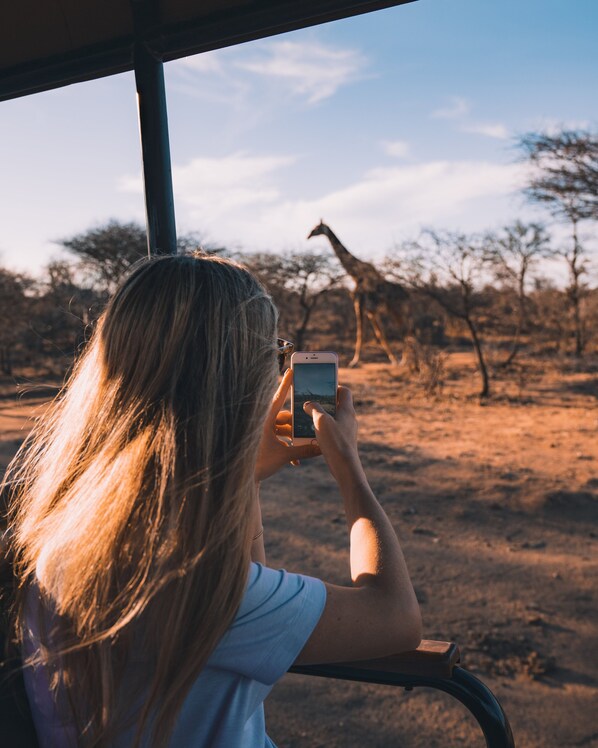 A person taking a photo of a giraffe from inside a vehicle.