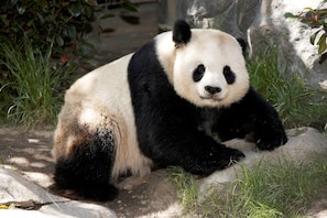 A panda sitting on a rock with greenery in the background. - Hotel Indigo San Diego-Gaslamp Quarter by IHG (San Diego)