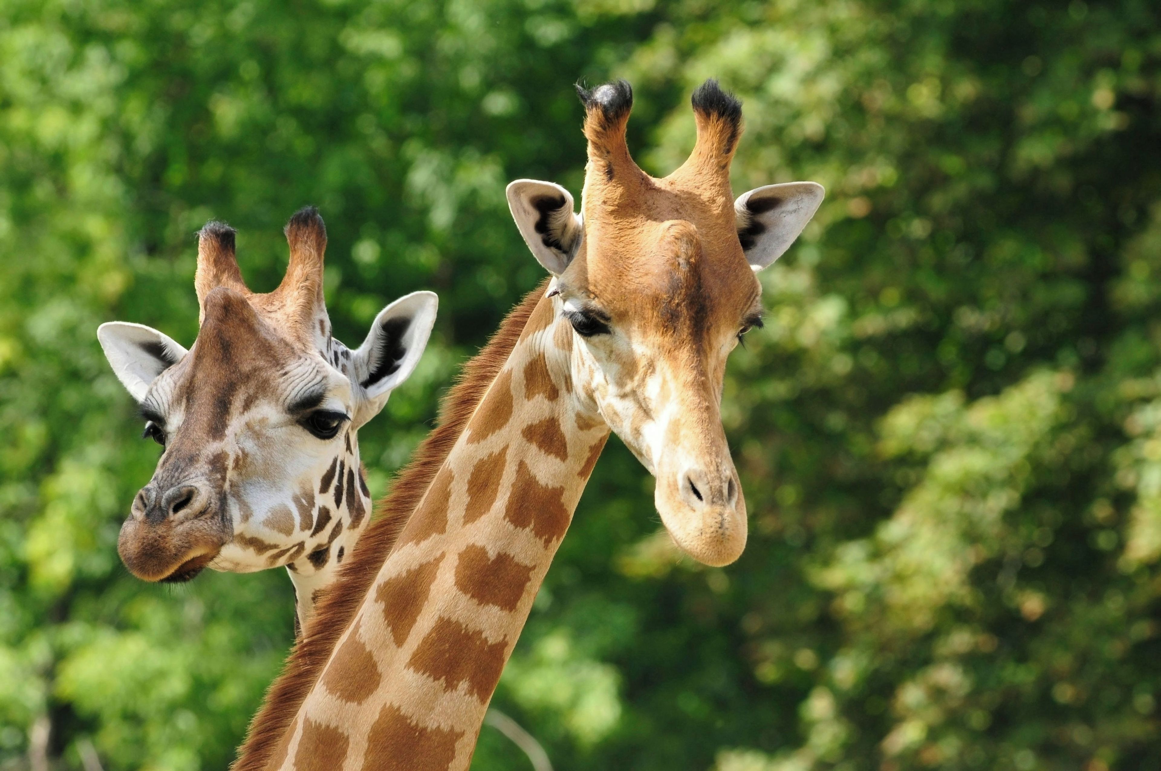 To giraffer med tydelige mønstre og teksturer foran et tæt, grønt løv.