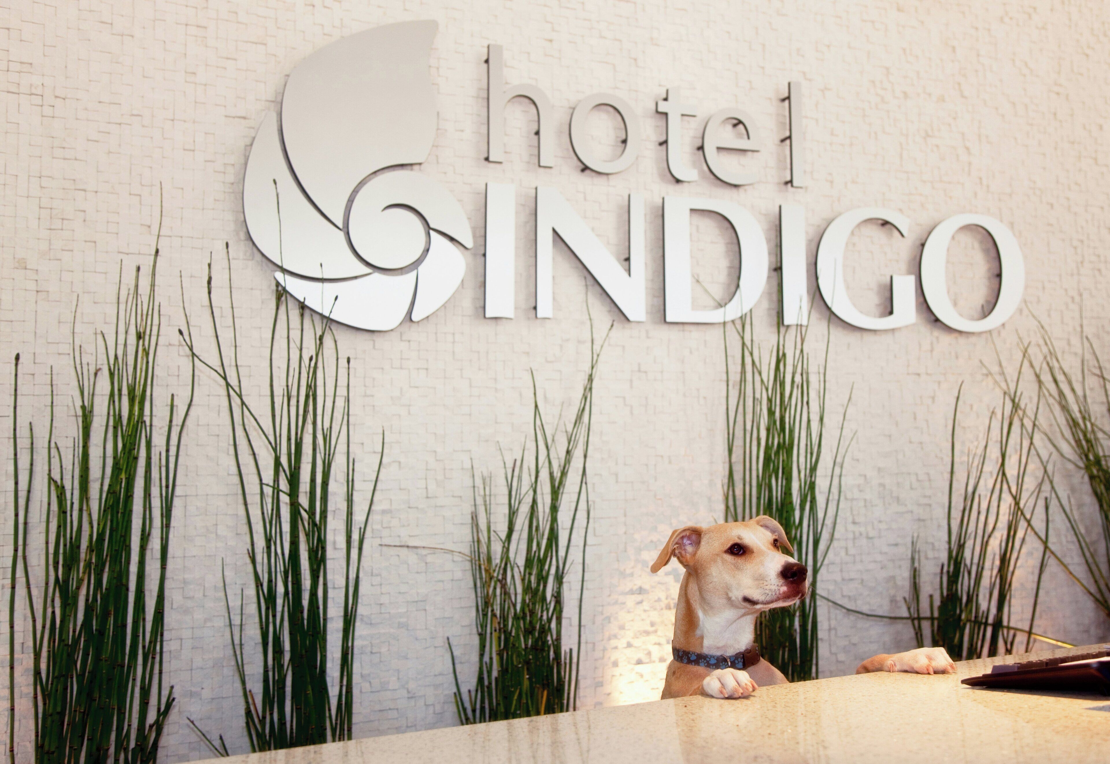 Uma receção de hotel com uma placa que diz 'hotel INDIGO' e um cão sentado atrás.