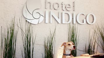 A hotel reception desk with a sign that reads 'hotel INDIGO' and a dog sitting behind it.
