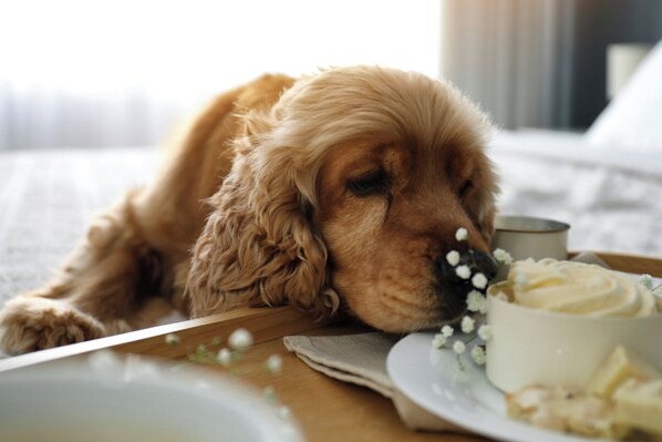Un chien allongé sur un lit, avec une assiette de nourriture et une tasse à proximité.