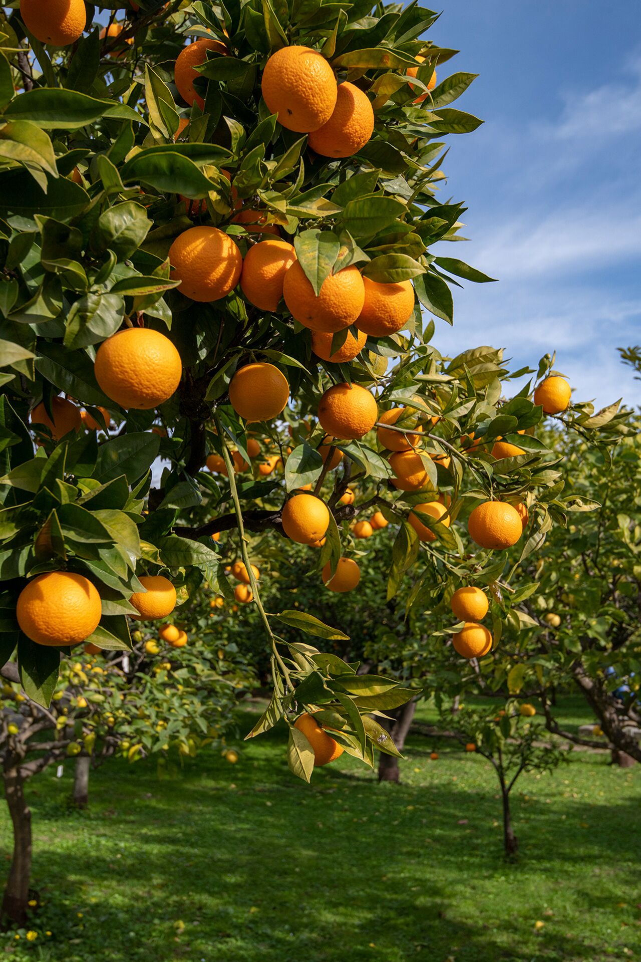 Photo - Hôtel Vendôme Menton
