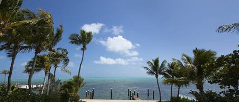 A pathway leading to a beach with palm trees and a clear view of the ocean.