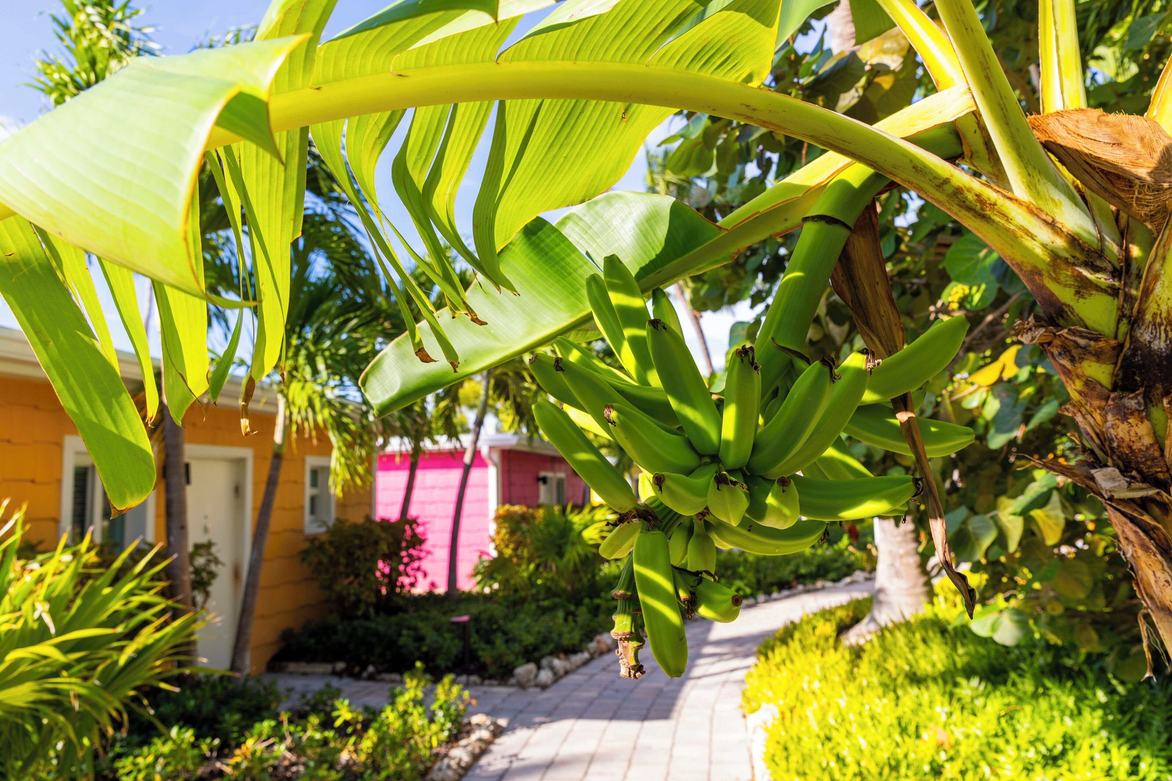 En sti der fører til en bygning omgivet af frodig vegetation og bananplanter.