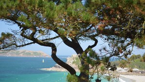 A coastal view with a prominent pine tree in the foreground, a sandy beach, and a lighthouse in the distance. - Hôtel Les Costans, The Originals Relais (Perros-Guirec)