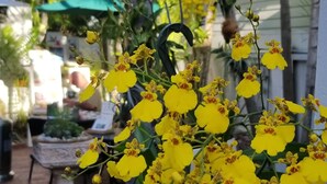 A potted yellow orchid plant in a garden setting with a brick pathway, palm trees, and a white building in the background. - Artist House Key West (Key West)