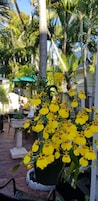 Una orquídea amarilla en maceta en un jardín con un camino de ladrillo, palmeras y un edificio blanco al fondo.