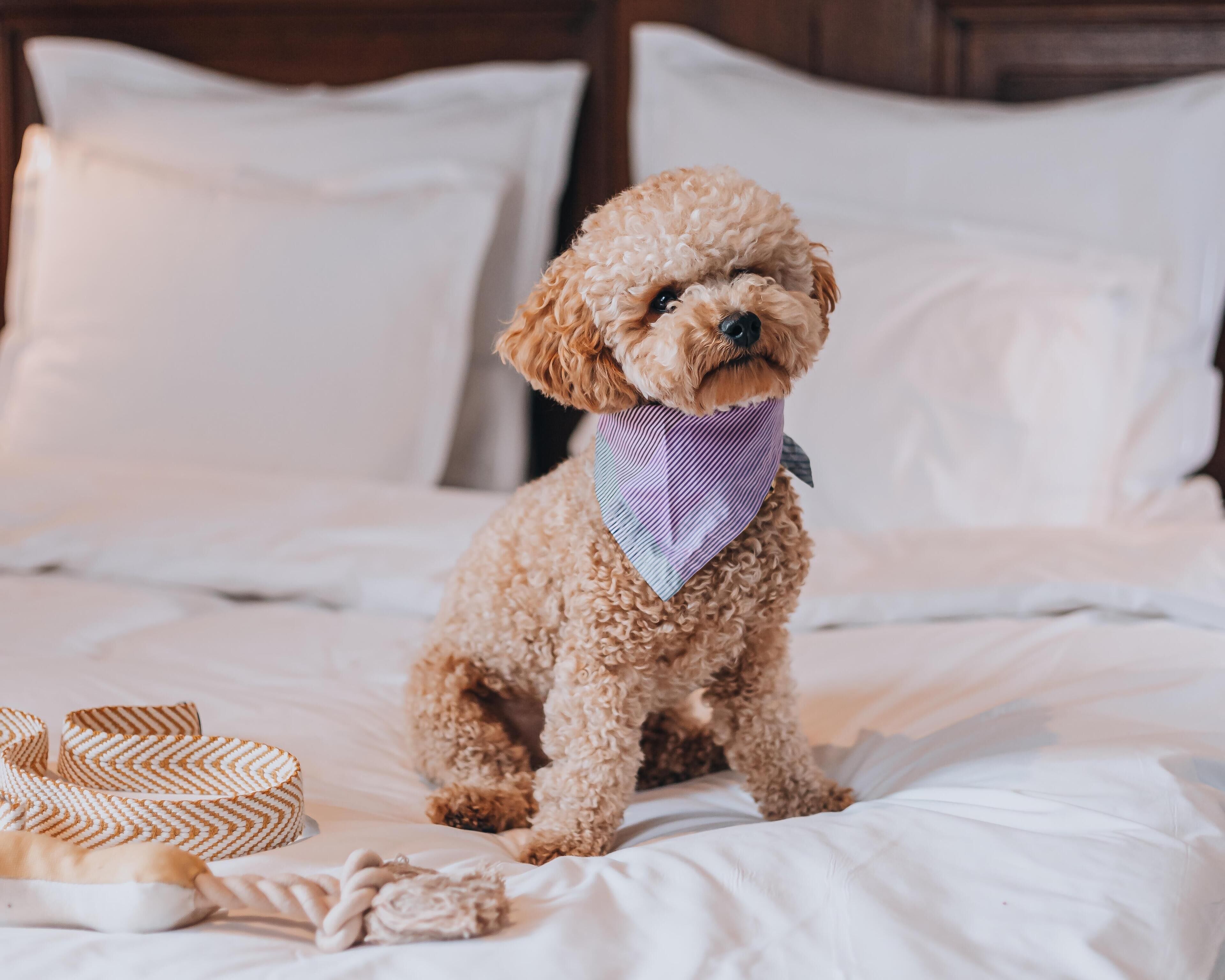A small, curly-haired dog sitting on a bed with white bedding and pillows.