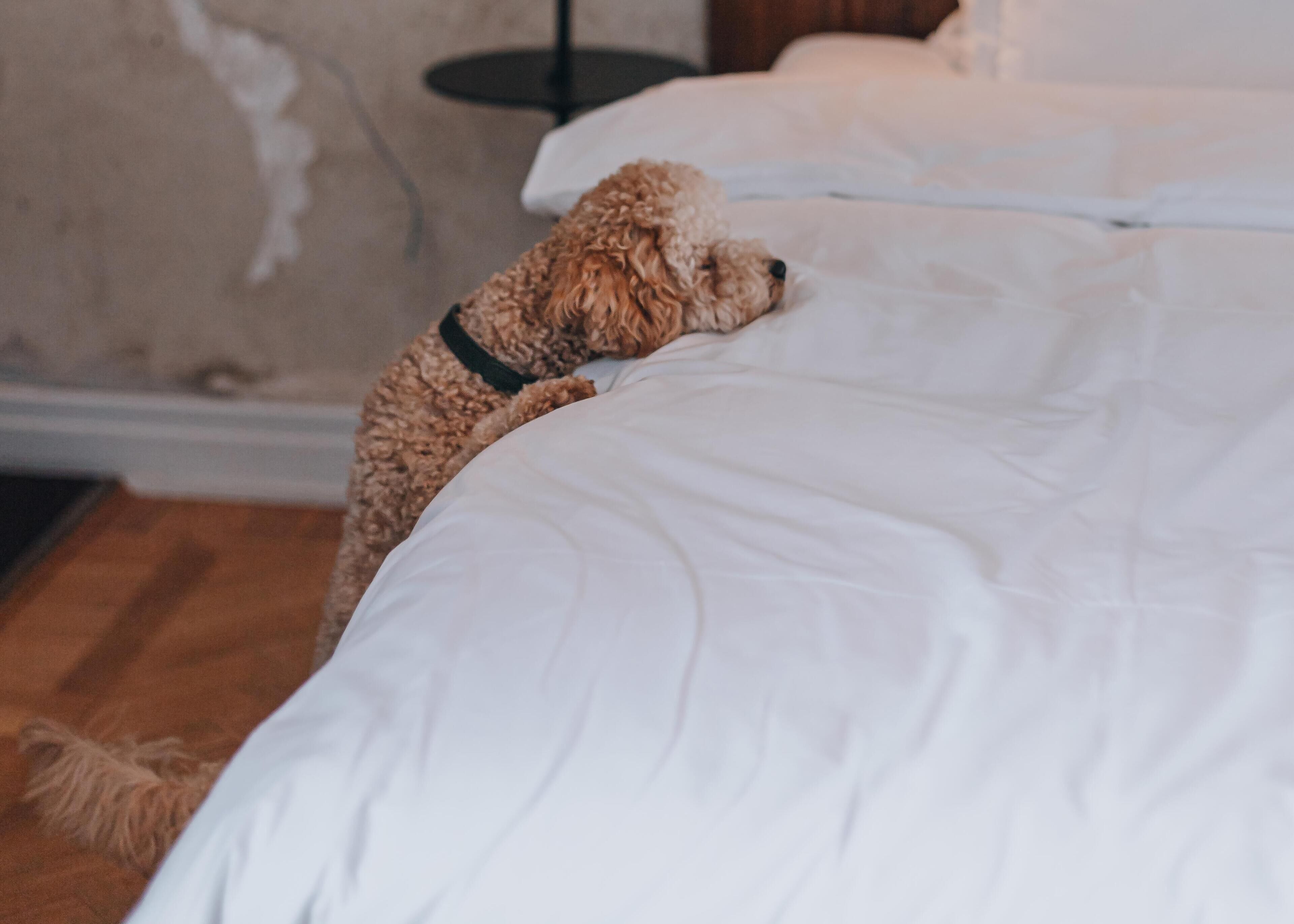 A small, curly-haired dog lying on a white bed in a room with a wooden floor and a plain wall.