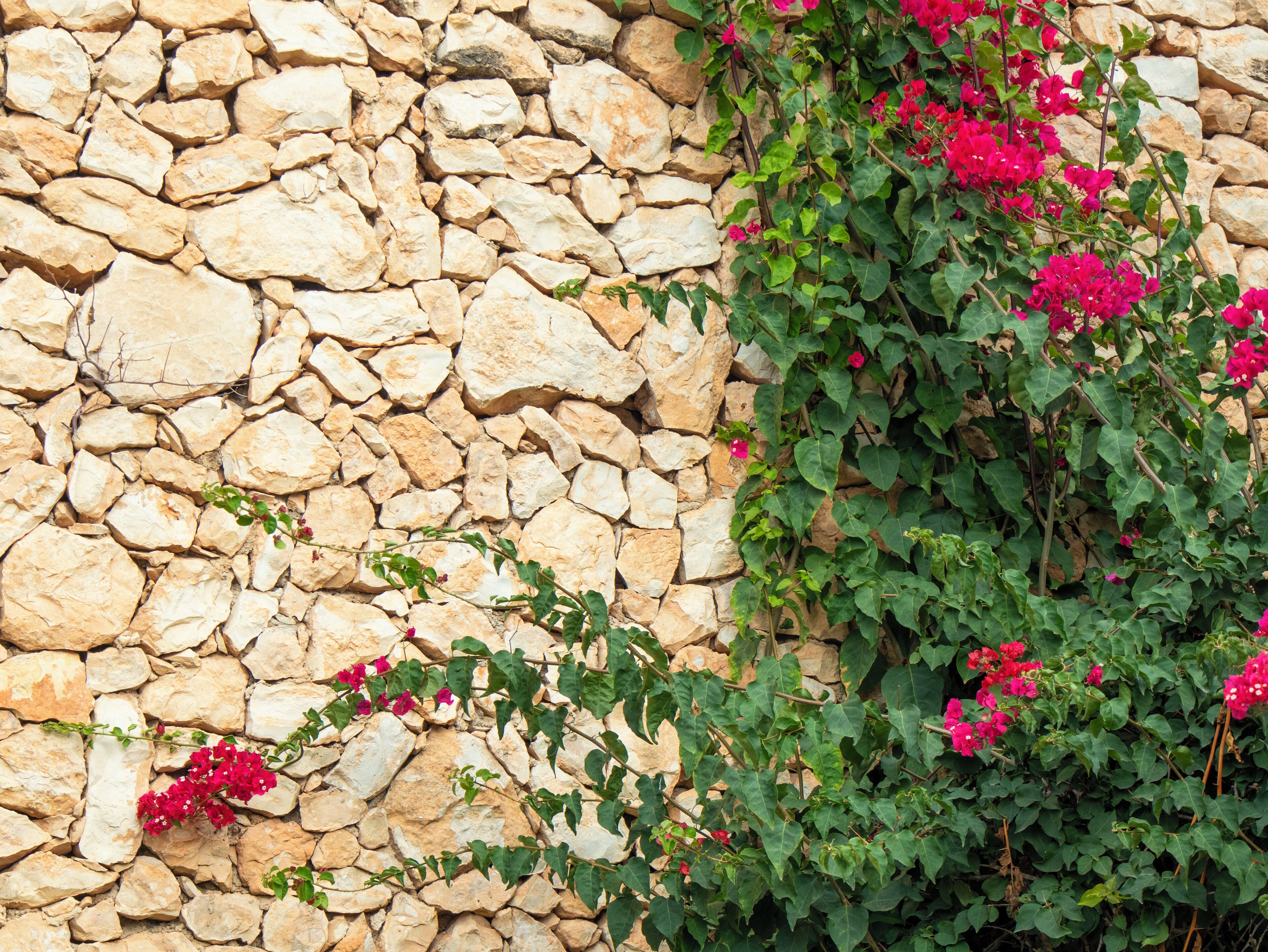 A stone wall with green foliage and pink flowers.