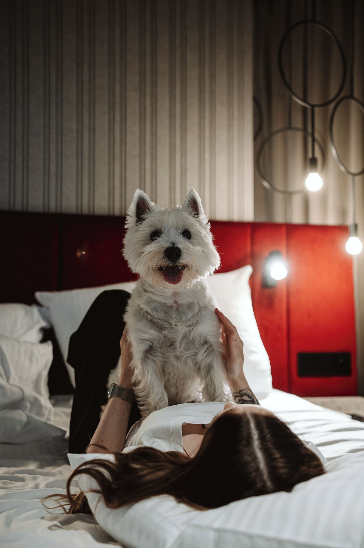 A bed with white bedding, a red headboard, and a small white dog sitting on the bed.