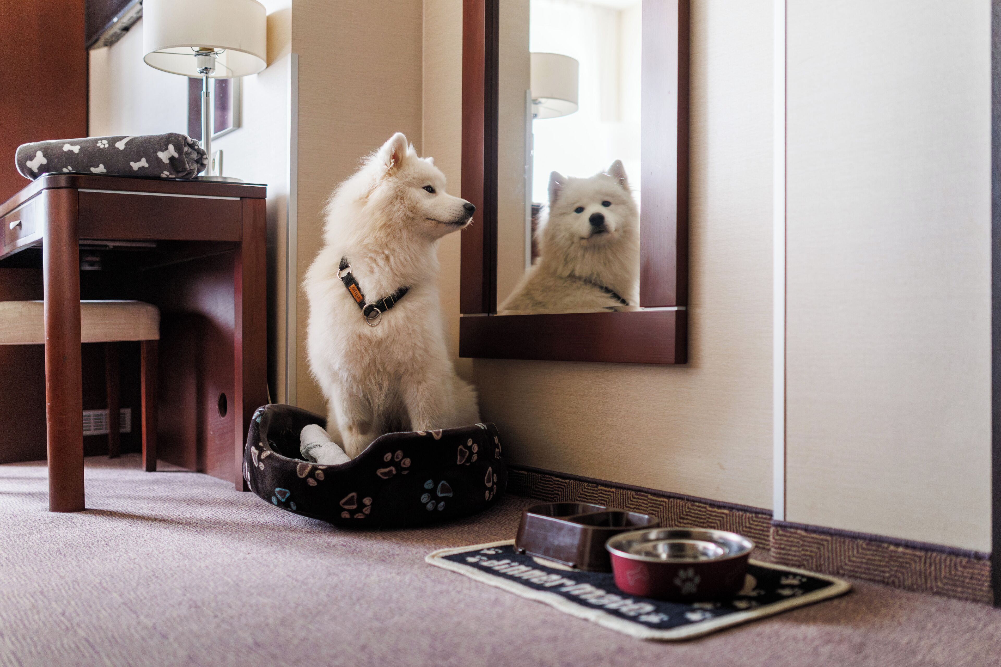 double room standard | 1 bedroom, premium bedding, in-room safe, desk