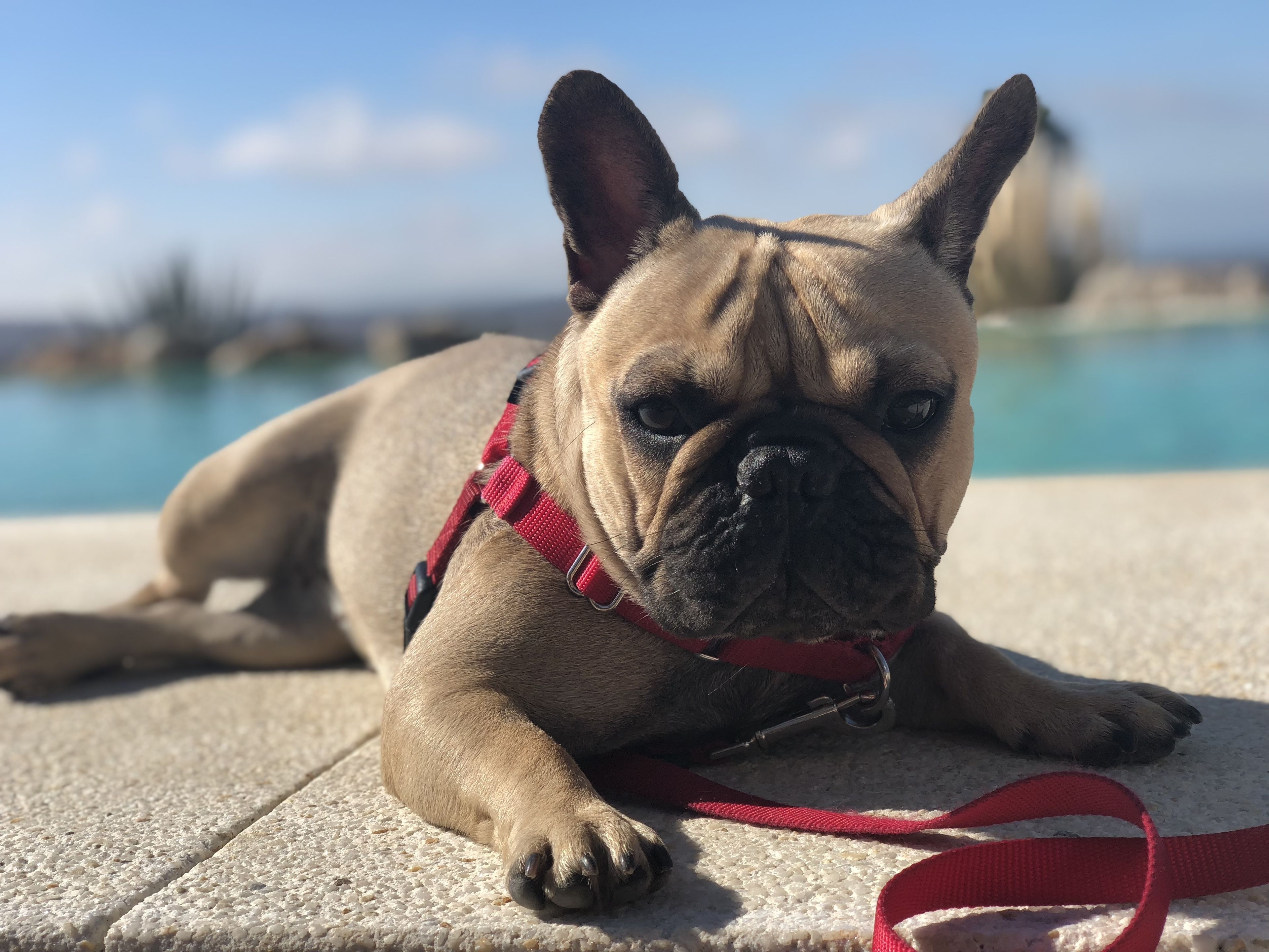 Un perro recostado sobre una superficie de concreto cerca de una piscina.