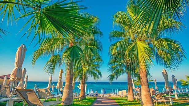 A beachside walkway lined with palm trees and beach chairs, leading to the ocean. - Silver Sands Beach Hotel (Paralimni)
