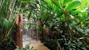 A tropical indoor garden with a water feature, a concrete pathway, and lush greenery.