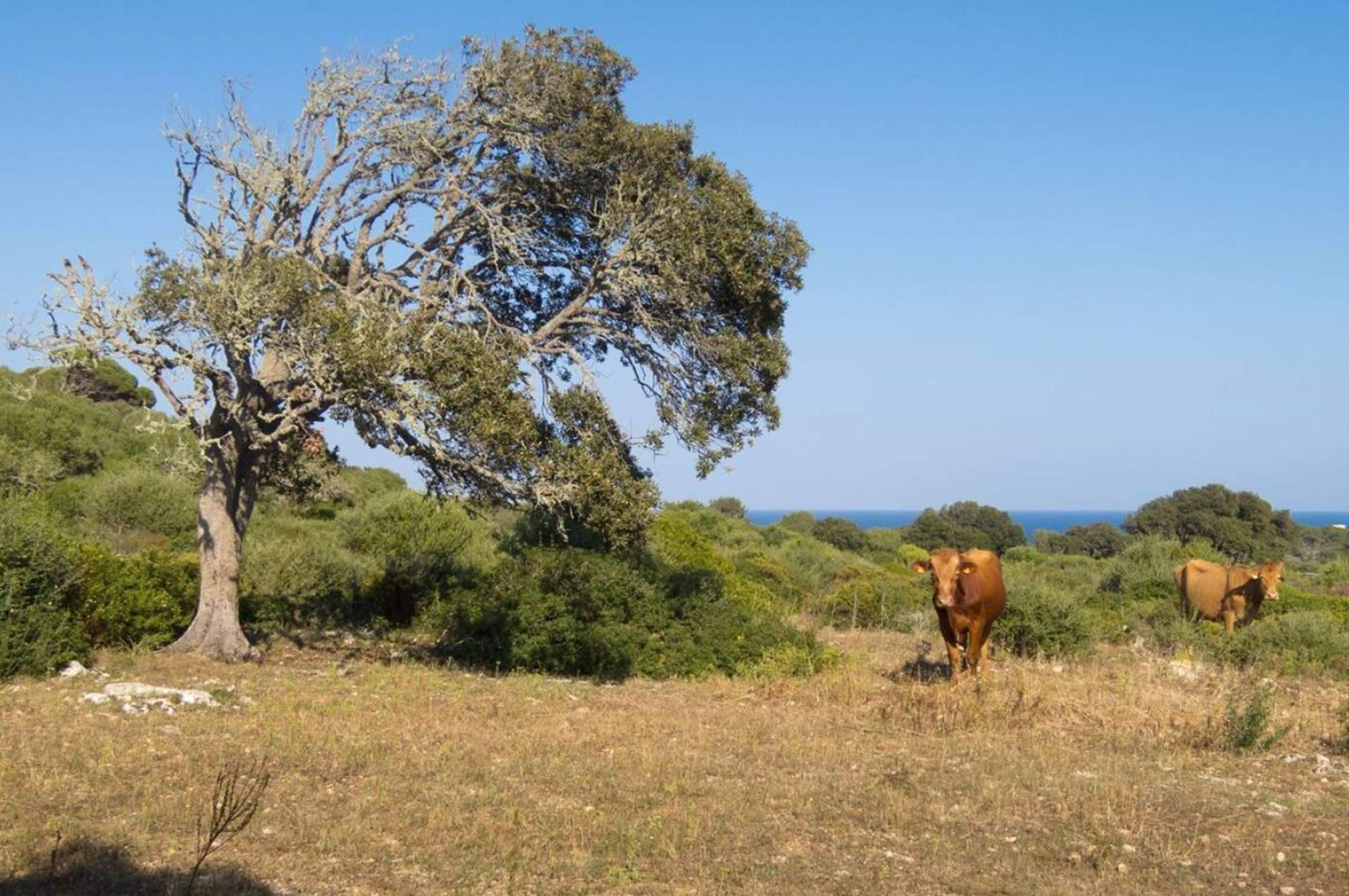 Foto - Alcaufar Vell Hotel Rural & Restaurant