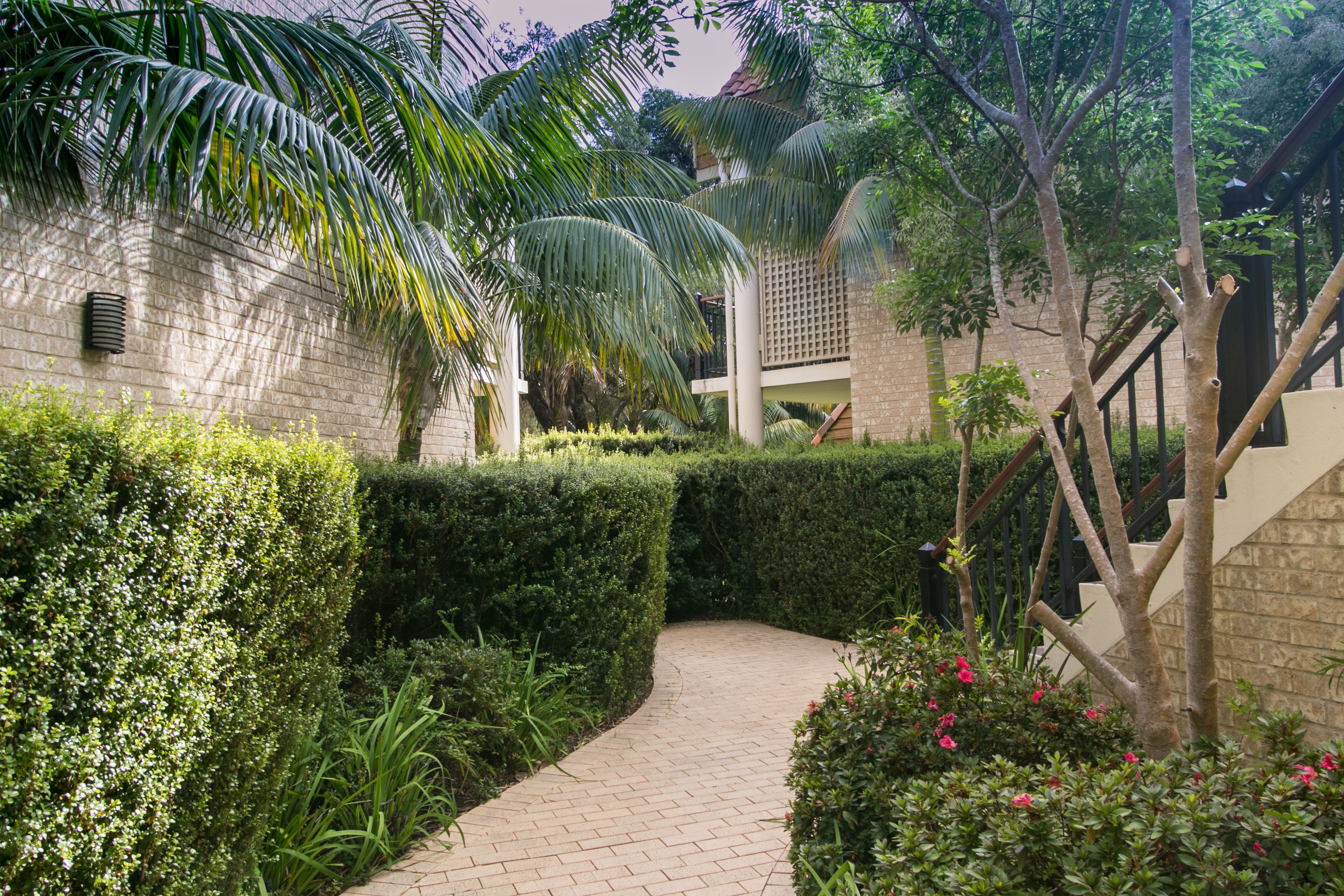 A paved pathway surrounded by neatly trimmed hedges and palm trees, leading to a staircase.