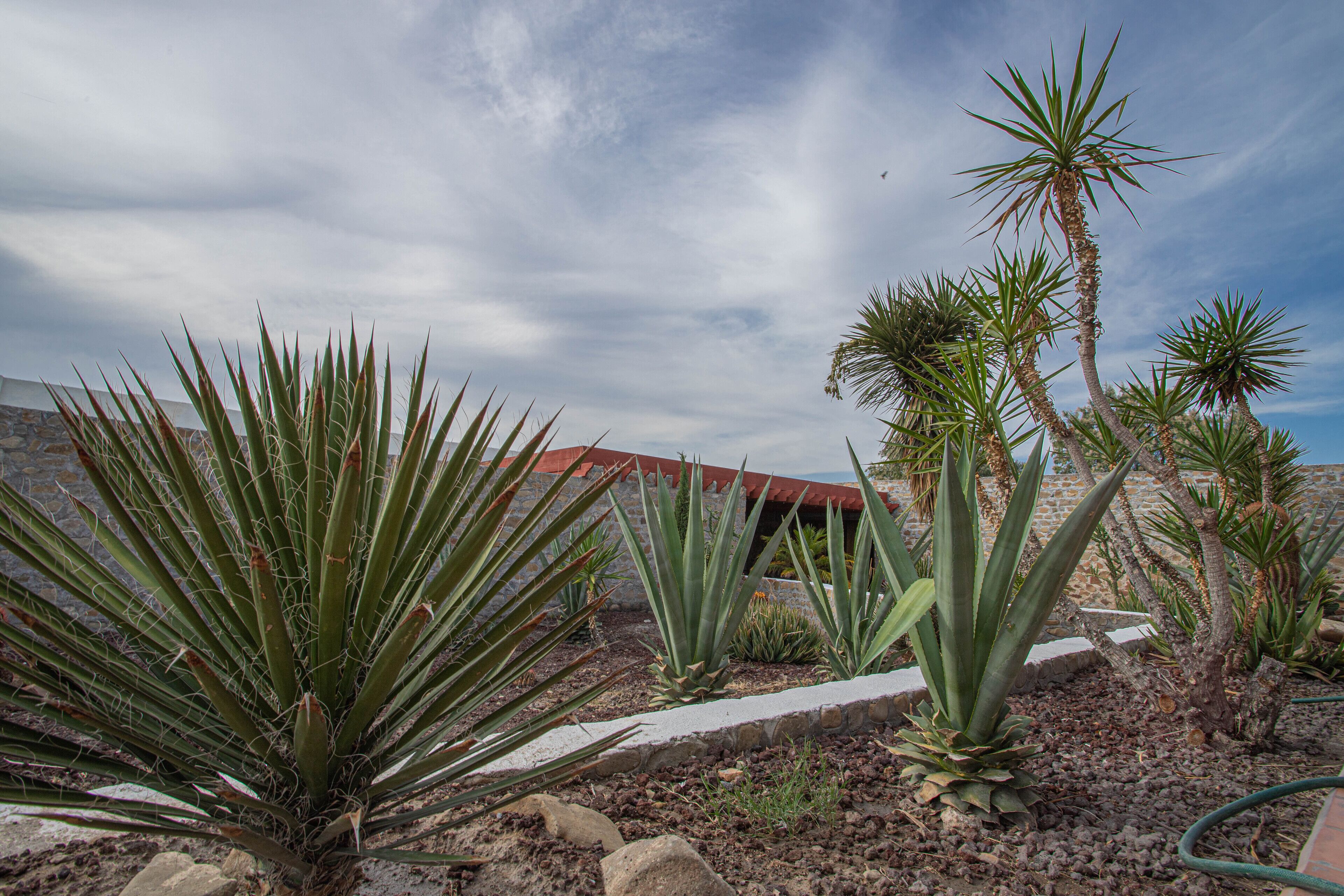 Un jardín con diversas plantas y un muro de piedra.