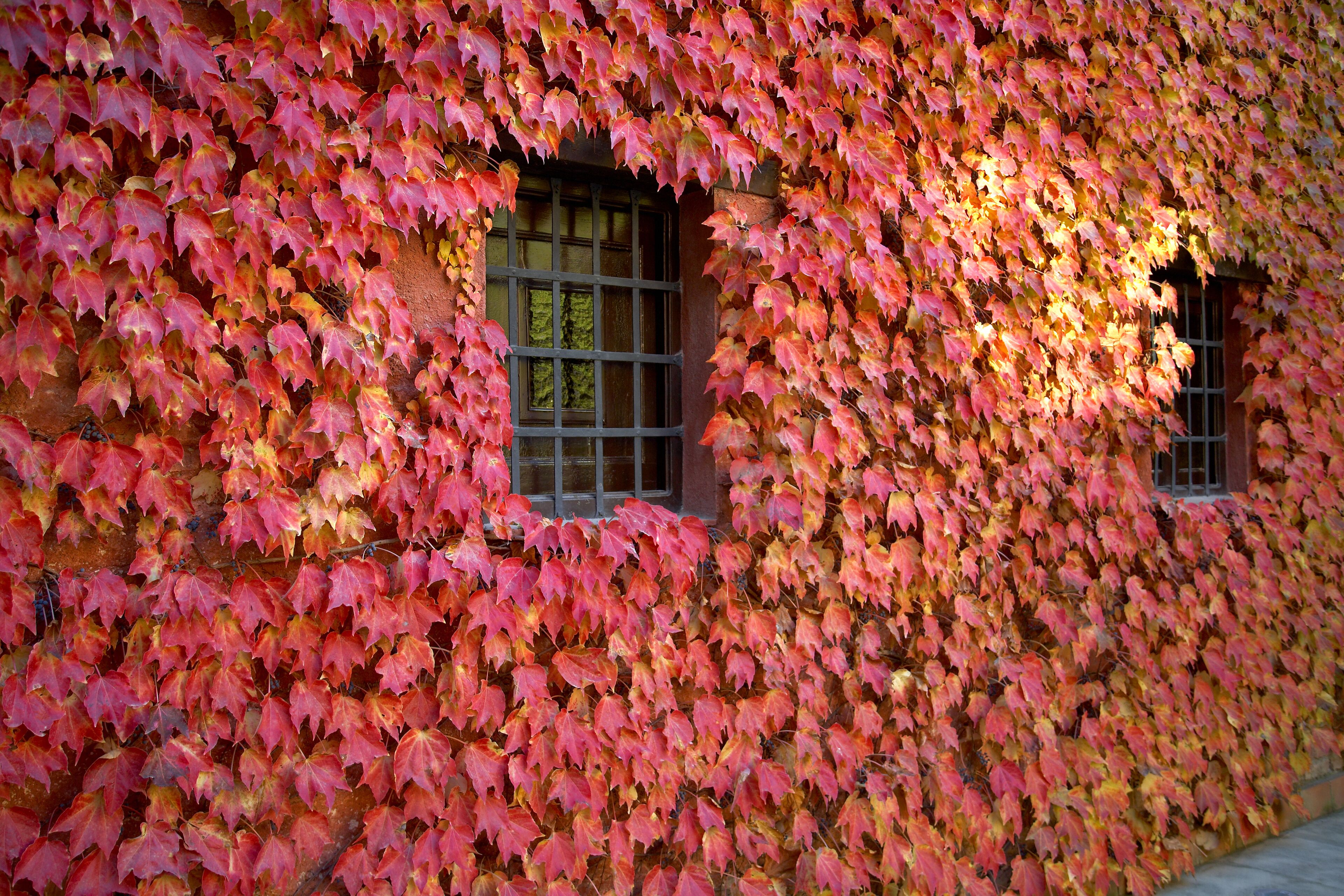 A building covered with red and yellow leaves, with two windows visible.