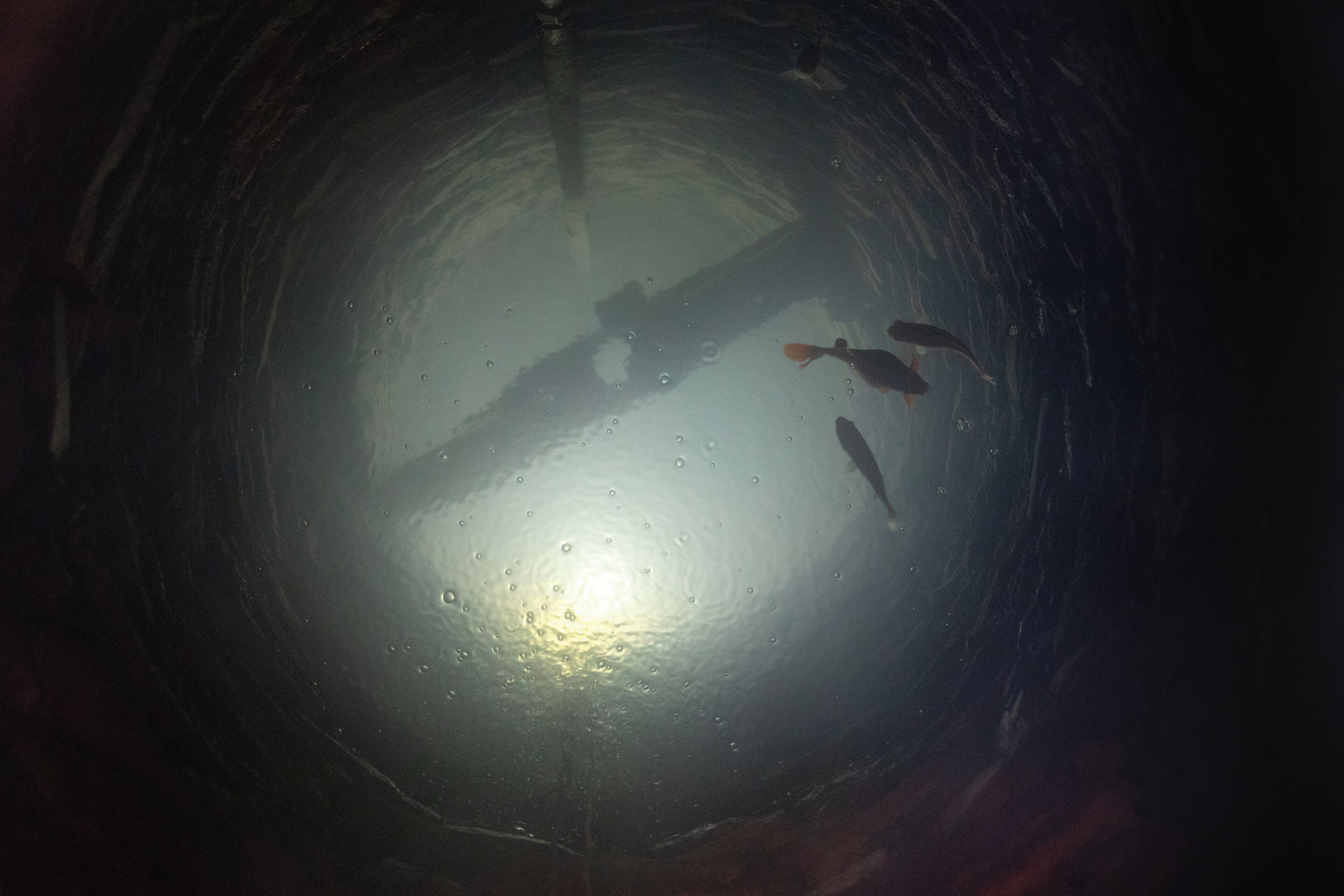 A cylindrical structure with a reflective surface and a few fish swimming inside.