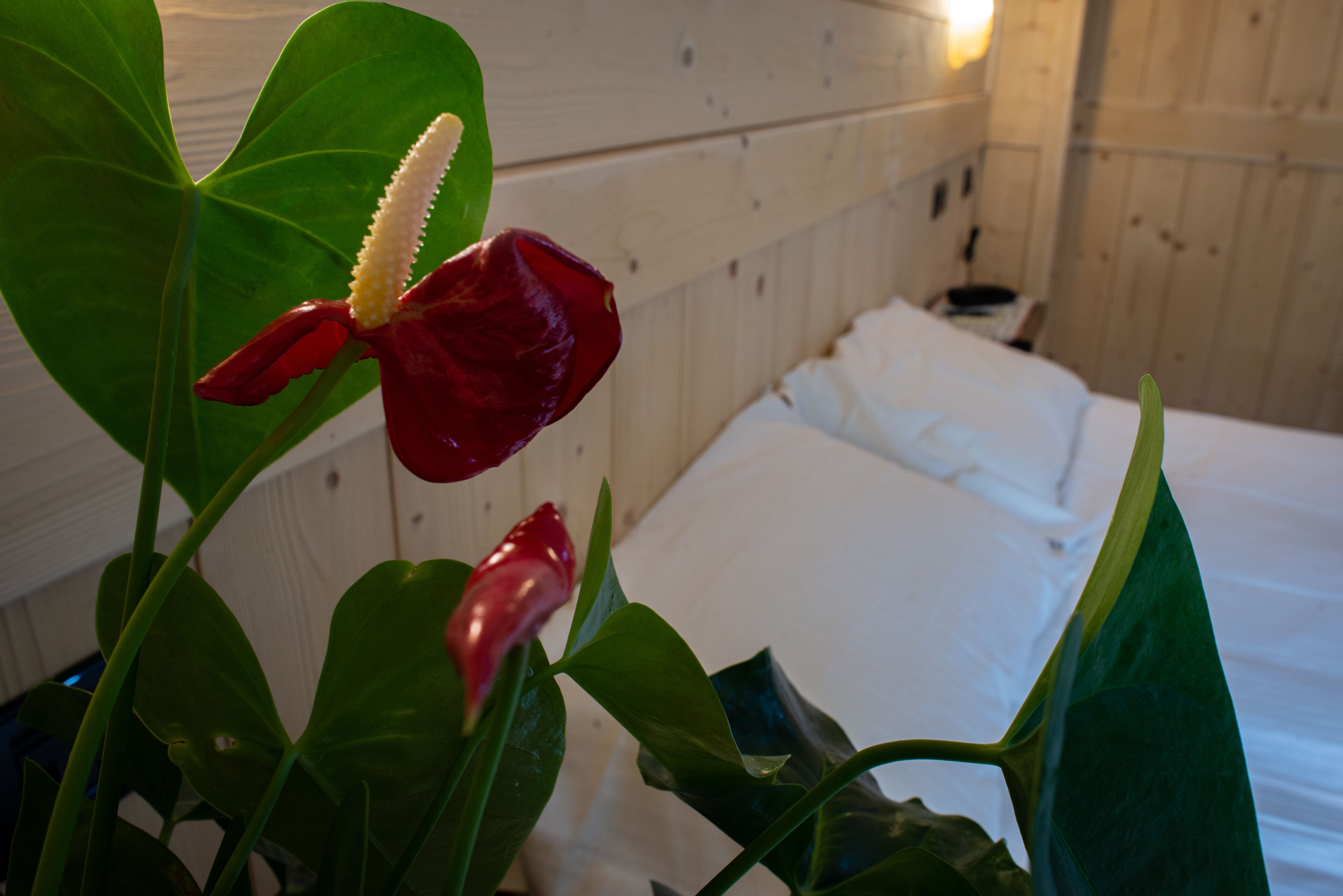 Ein Bett mit weißen Leinentüchern, einem Holzkopfteil und einer Pflanze mit roten Blüten.
