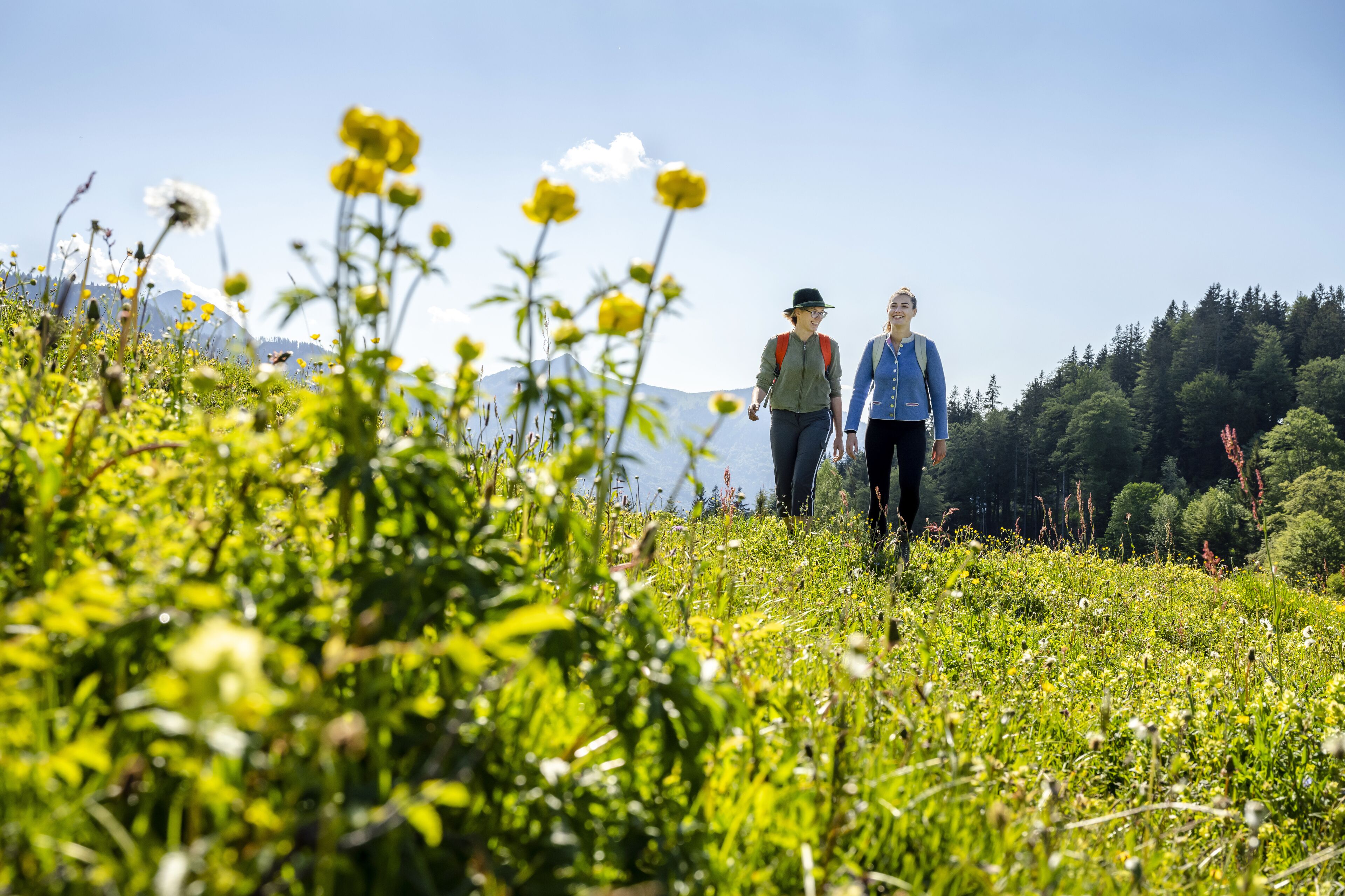 Dos personas caminando sobre un campo cubierto de flores silvestres, con una montaña al fondo.