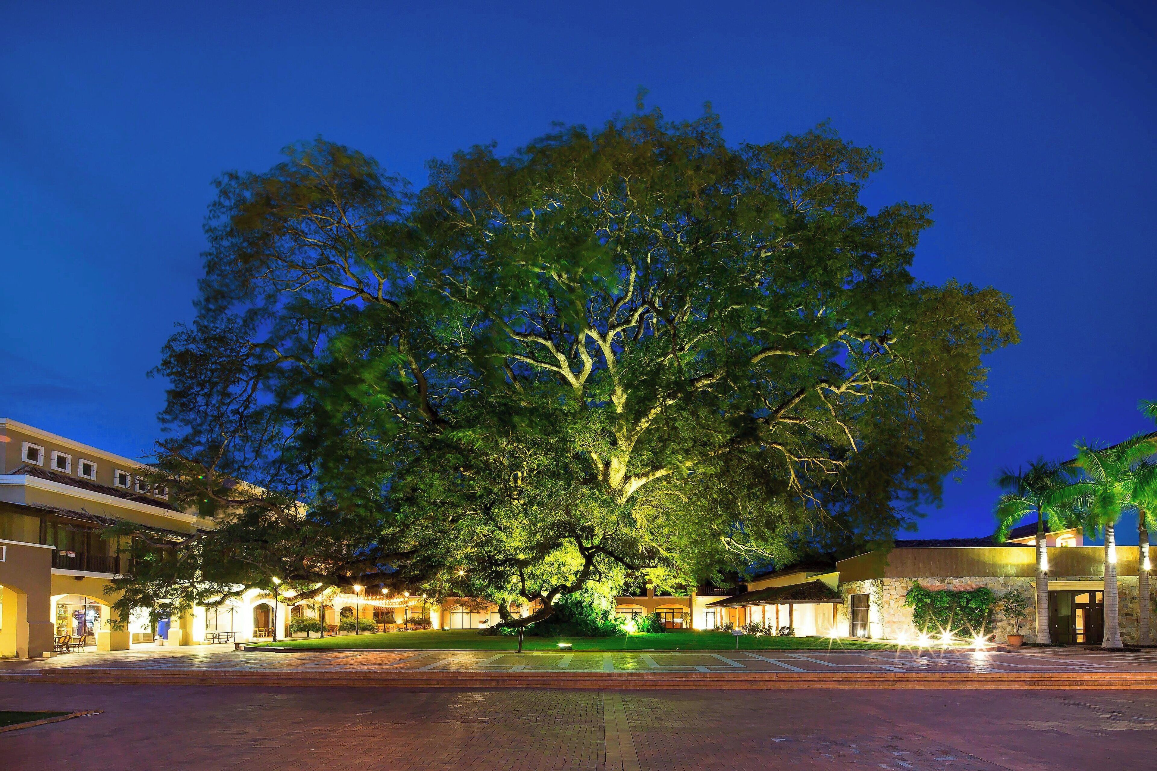 Un gran árbol frente a un edificio con una zona pavimentada y algunas bancas.