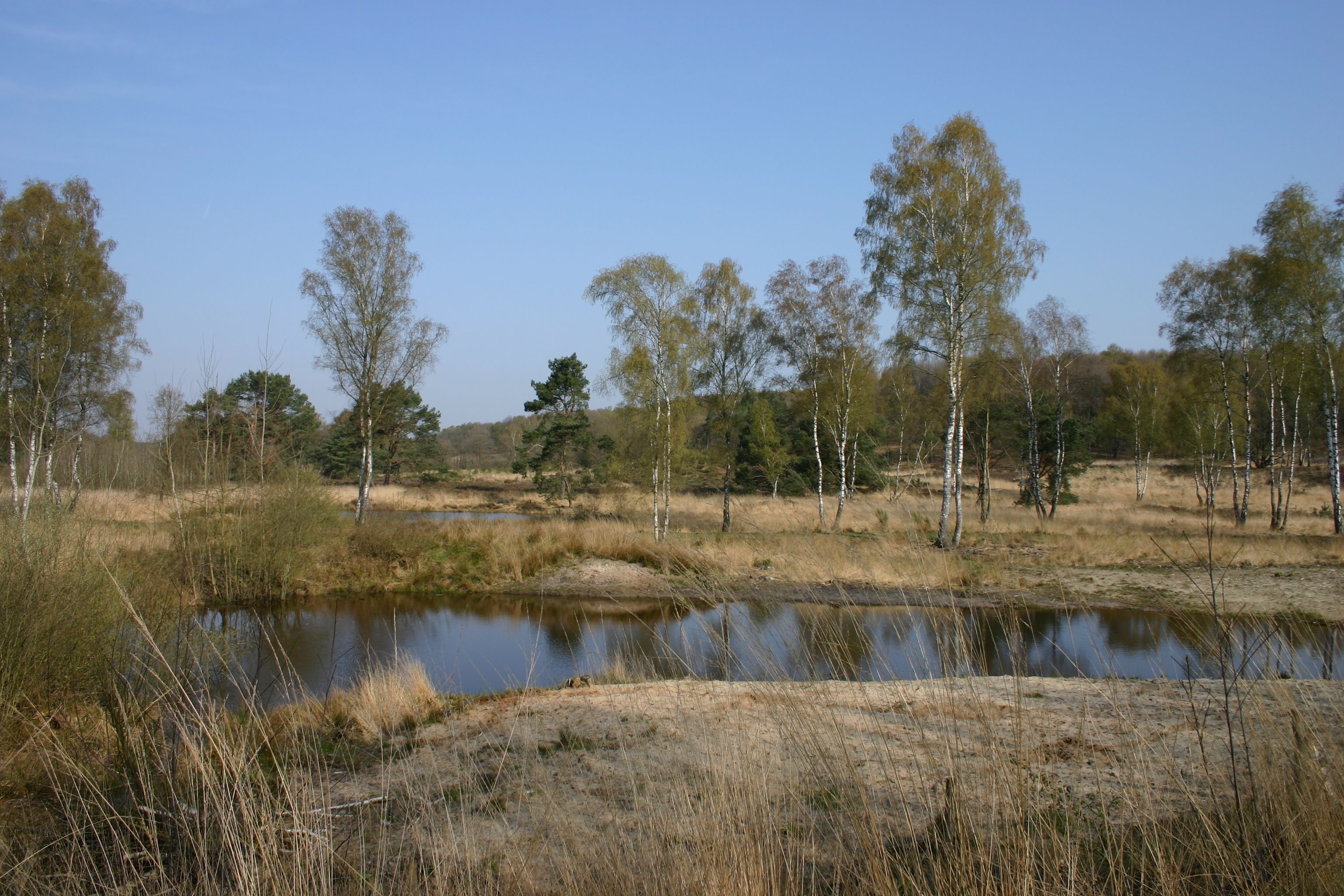 A natural landscape with a pond, trees, and dry grass.