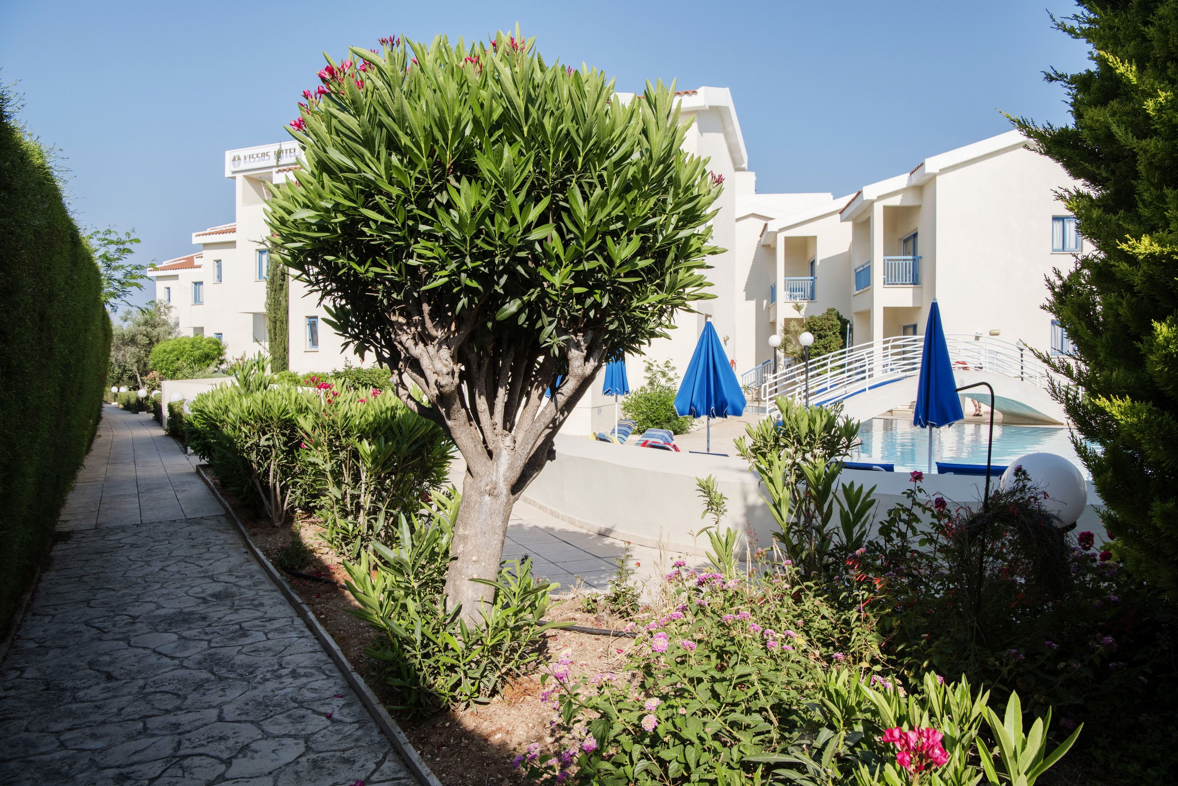 A pathway leading to a building with a pool, surrounded by greenery and blue umbrellas.