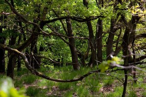 Suite | Vista des de l'habitació