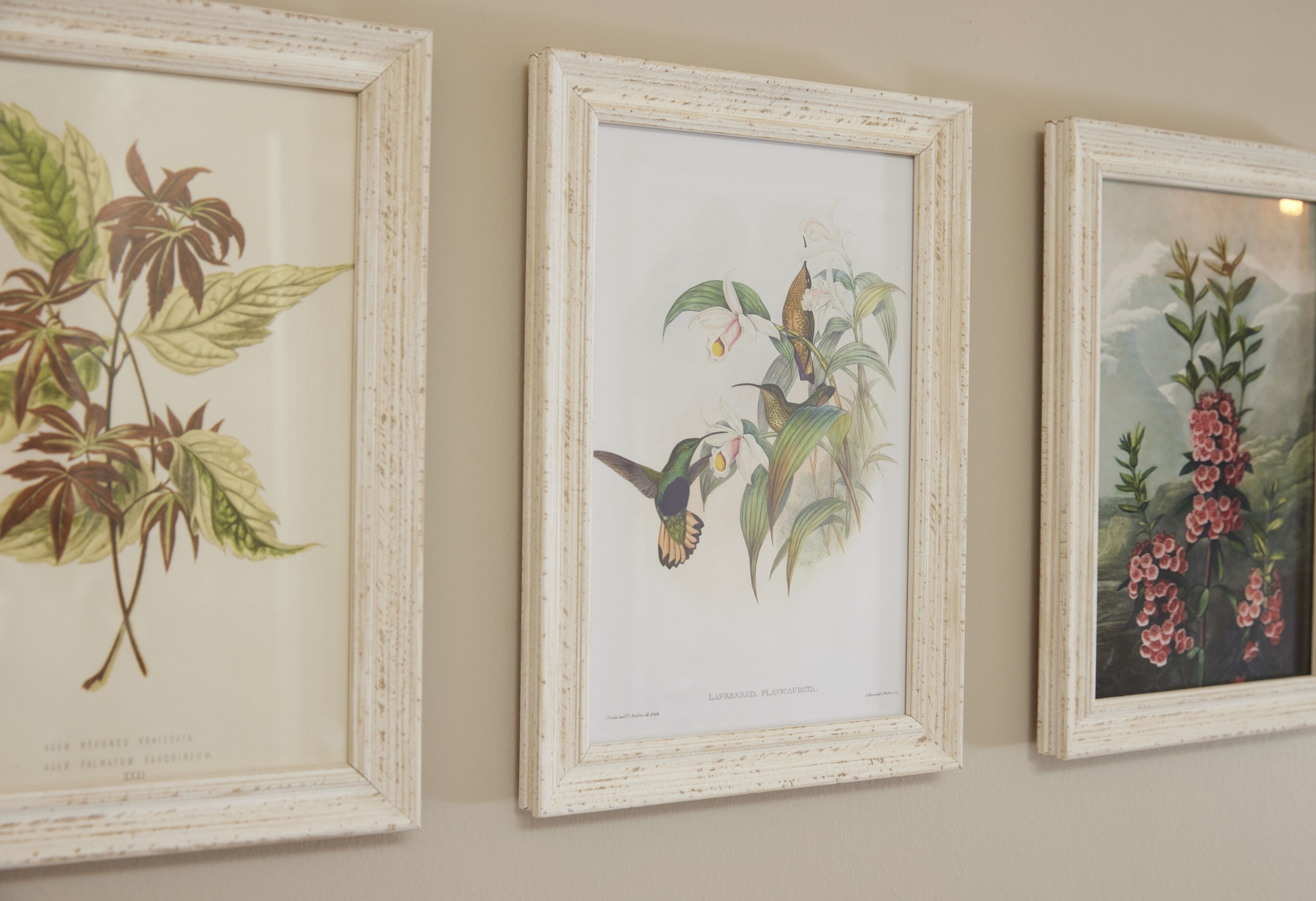 Three framed botanical illustrations on a wall.
