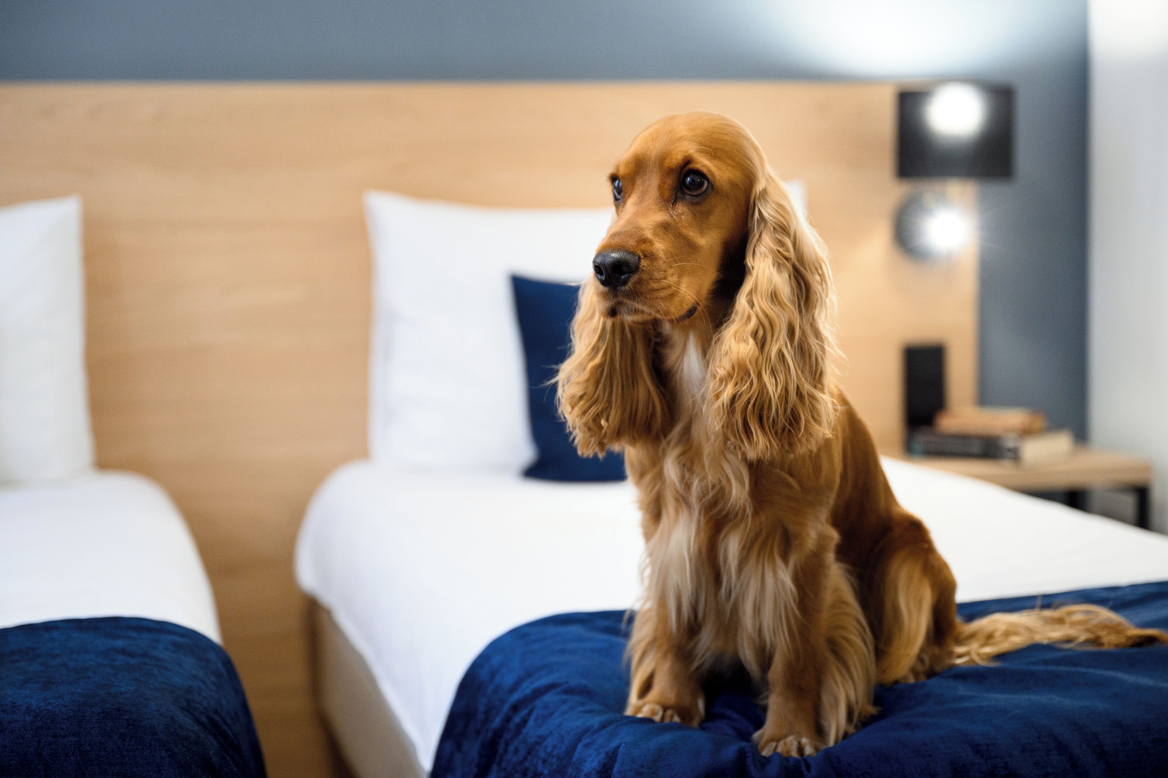 Foto - Hotel Bristol Budapest