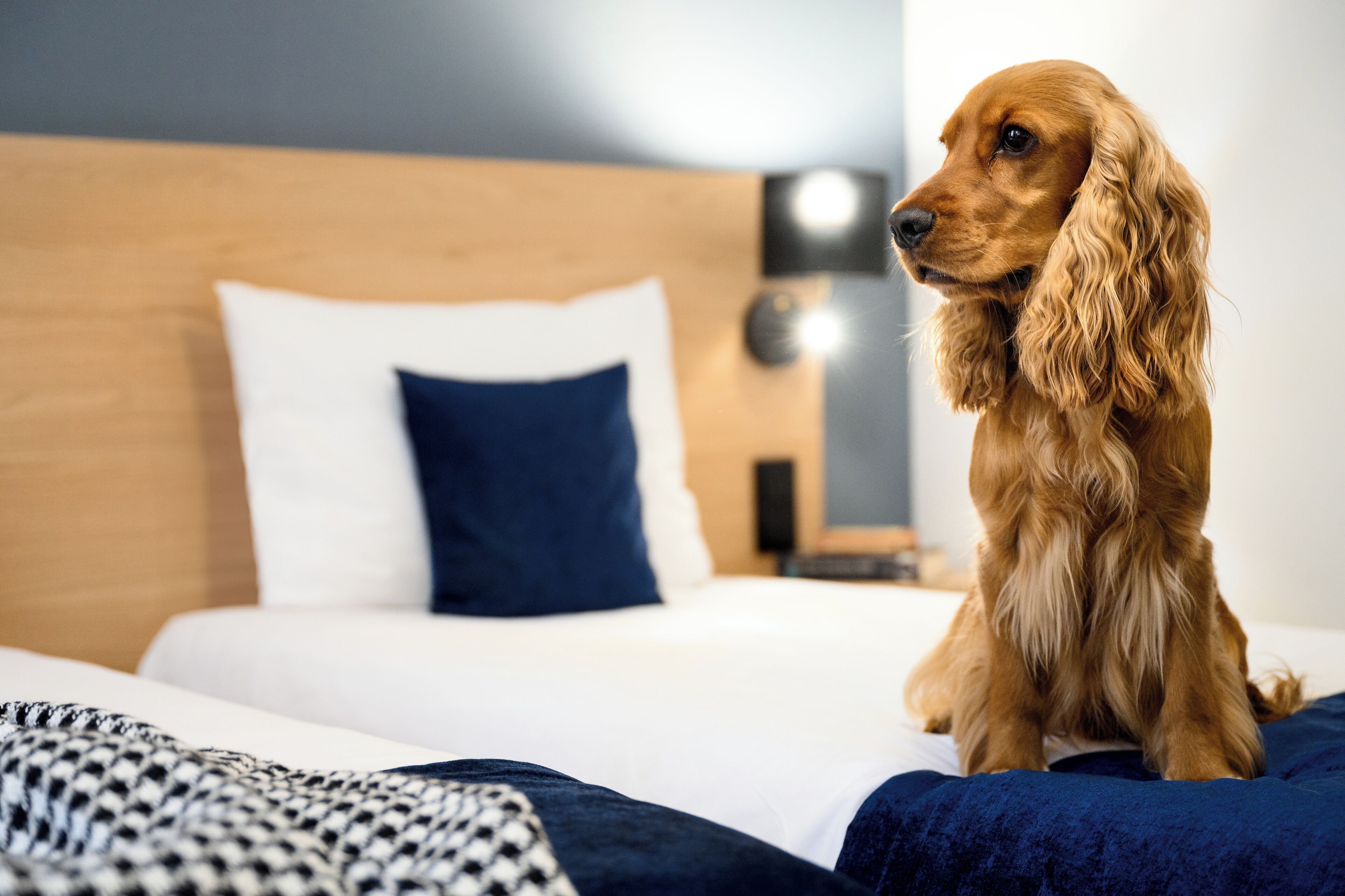 hypo-allergenic bedding, minibar, in-room safe, desk