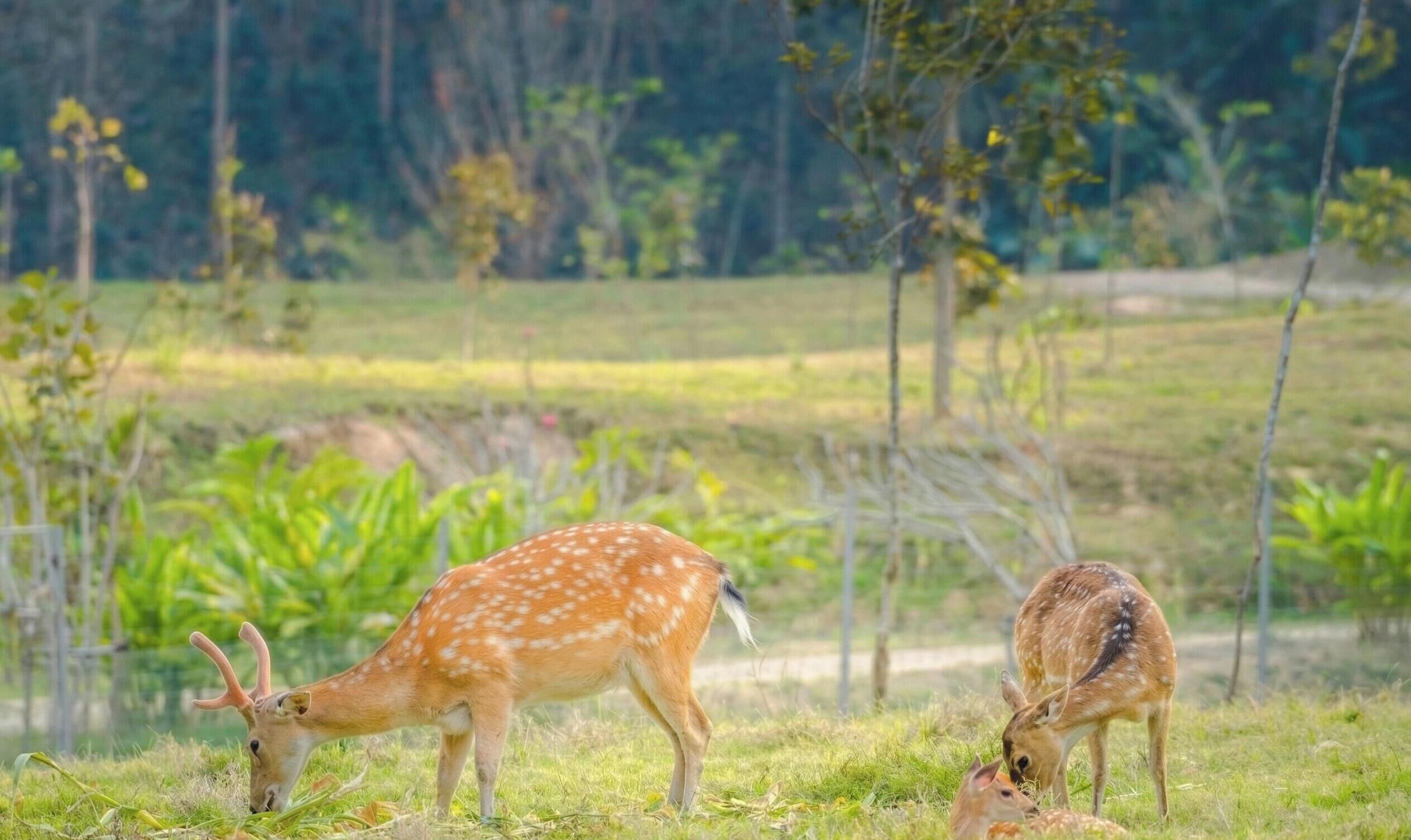 A deer grazing in a grassy field with trees in the background.