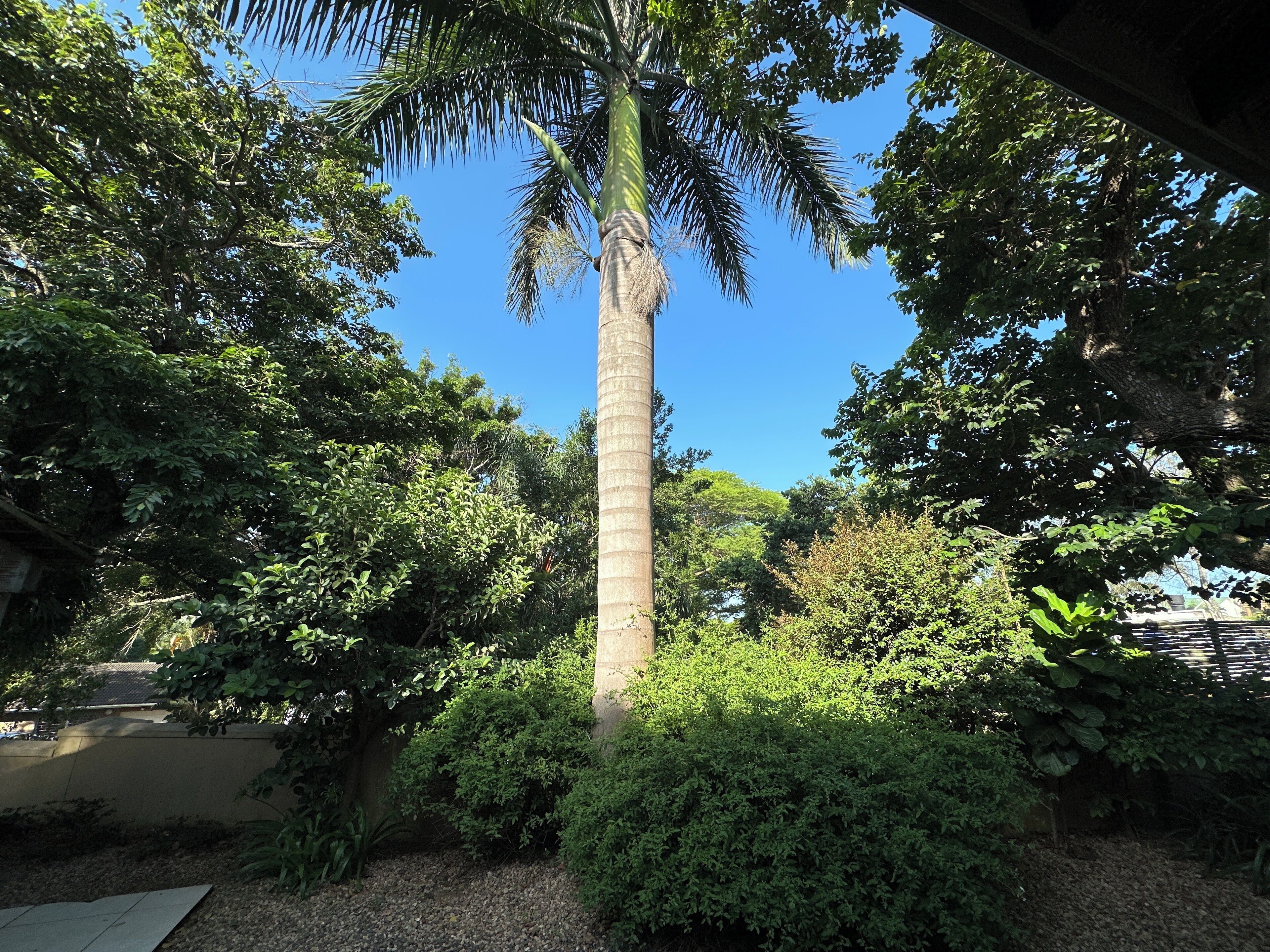 A tall palm tree surrounded by dense foliage in a garden setting.