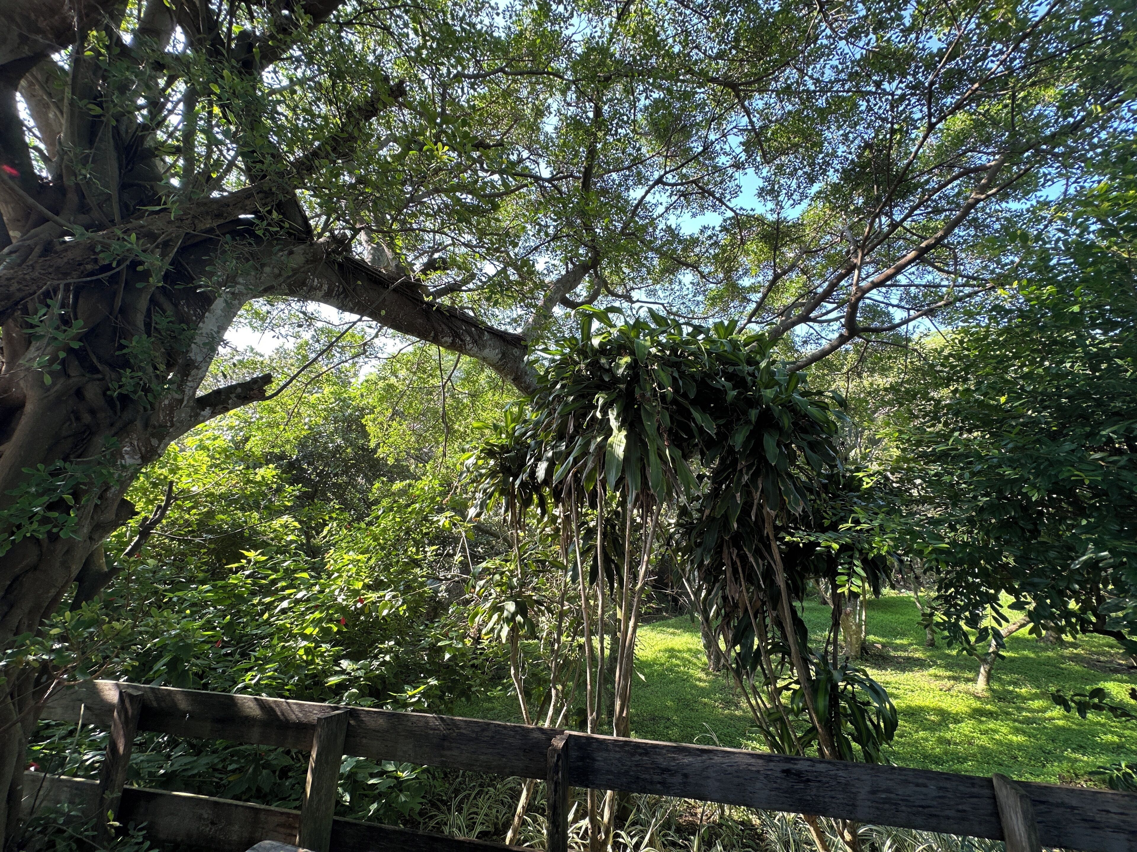 A wooden fence with dense foliage and a large tree with hanging leaves in the background.