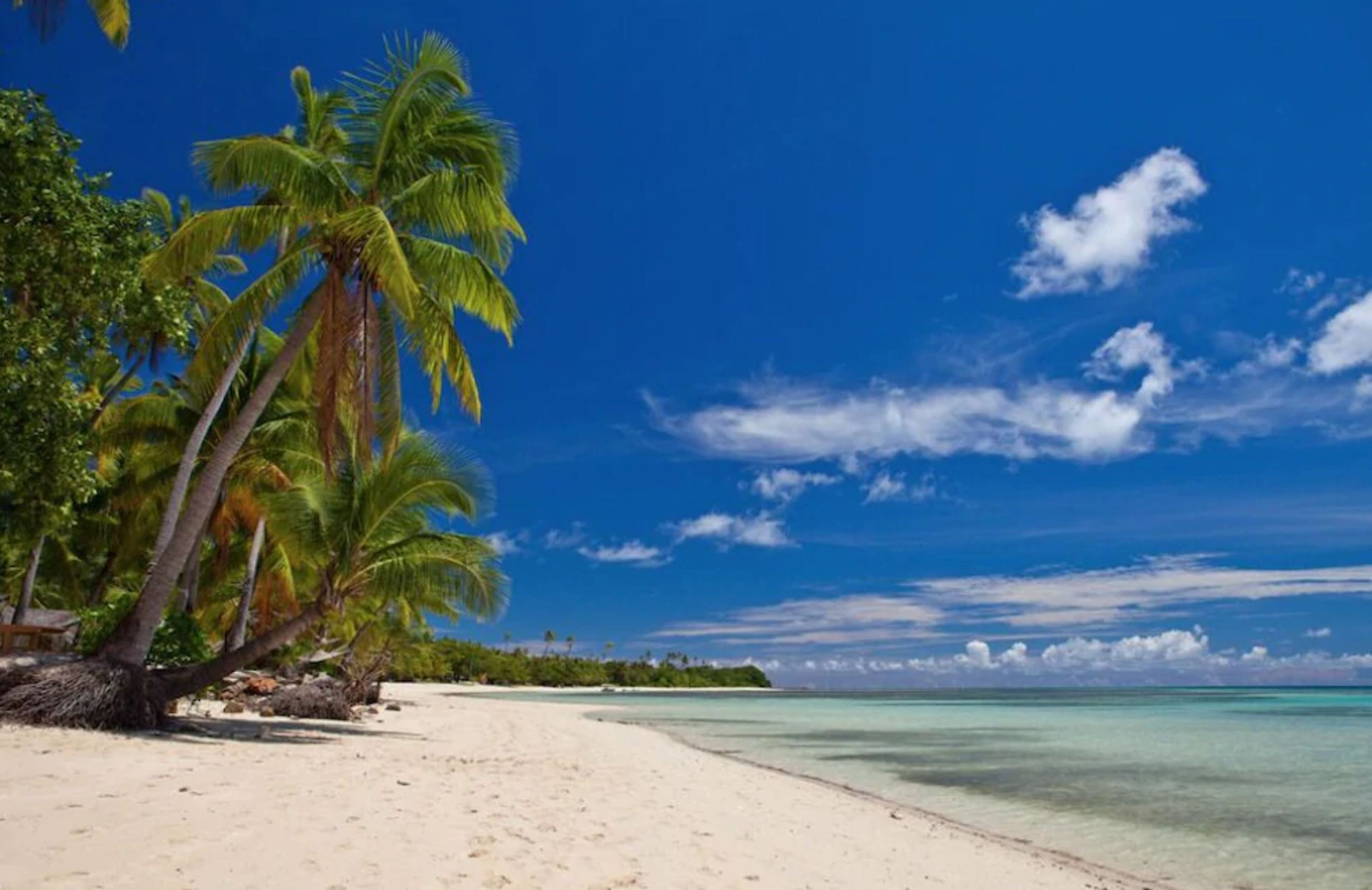 A beach with palm trees and clear blue water.