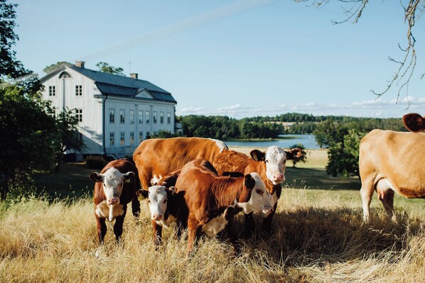 Eksteriør