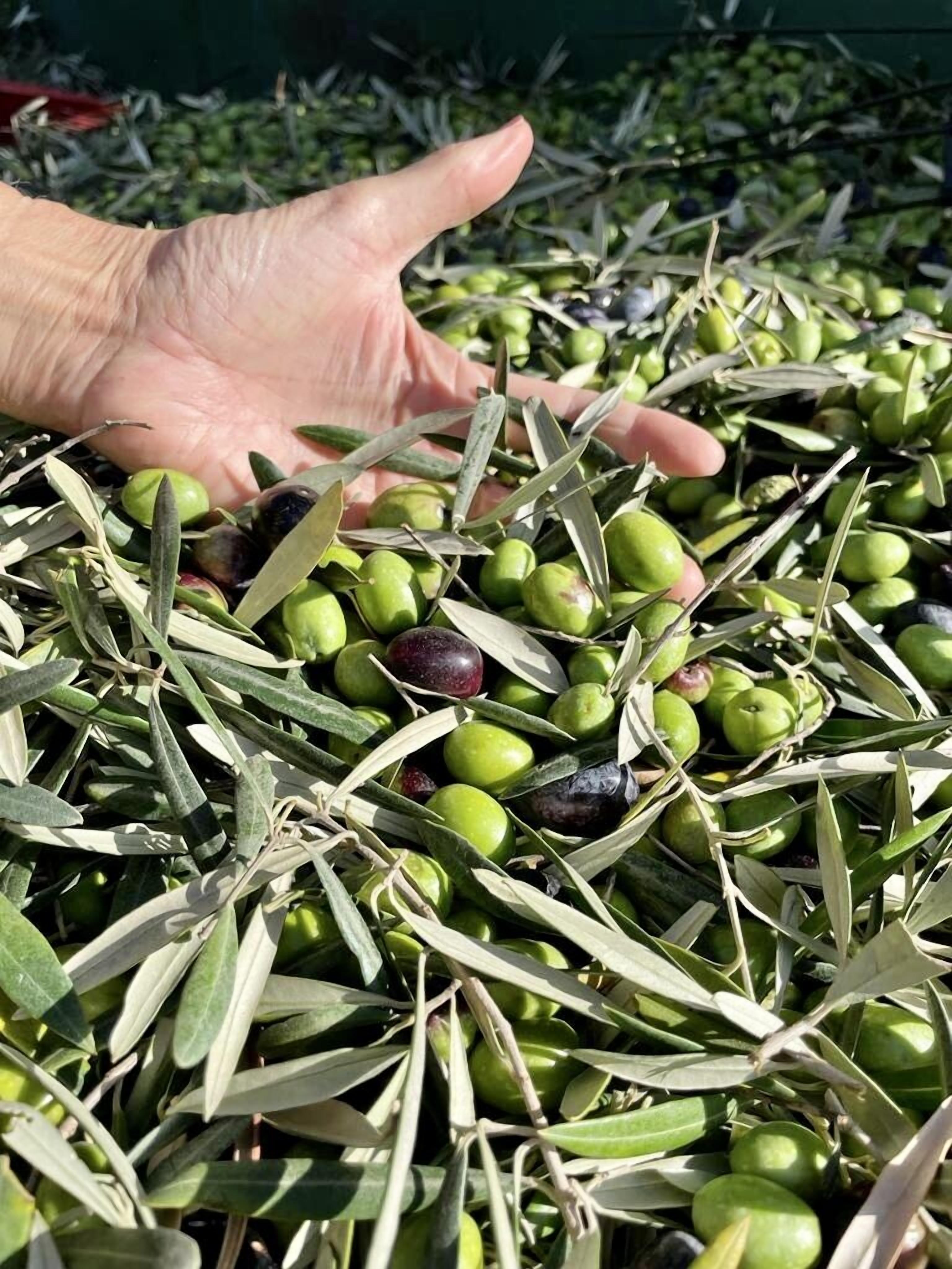 Eine Hand greift in einen Haufen Oliven und Olivenzweige.