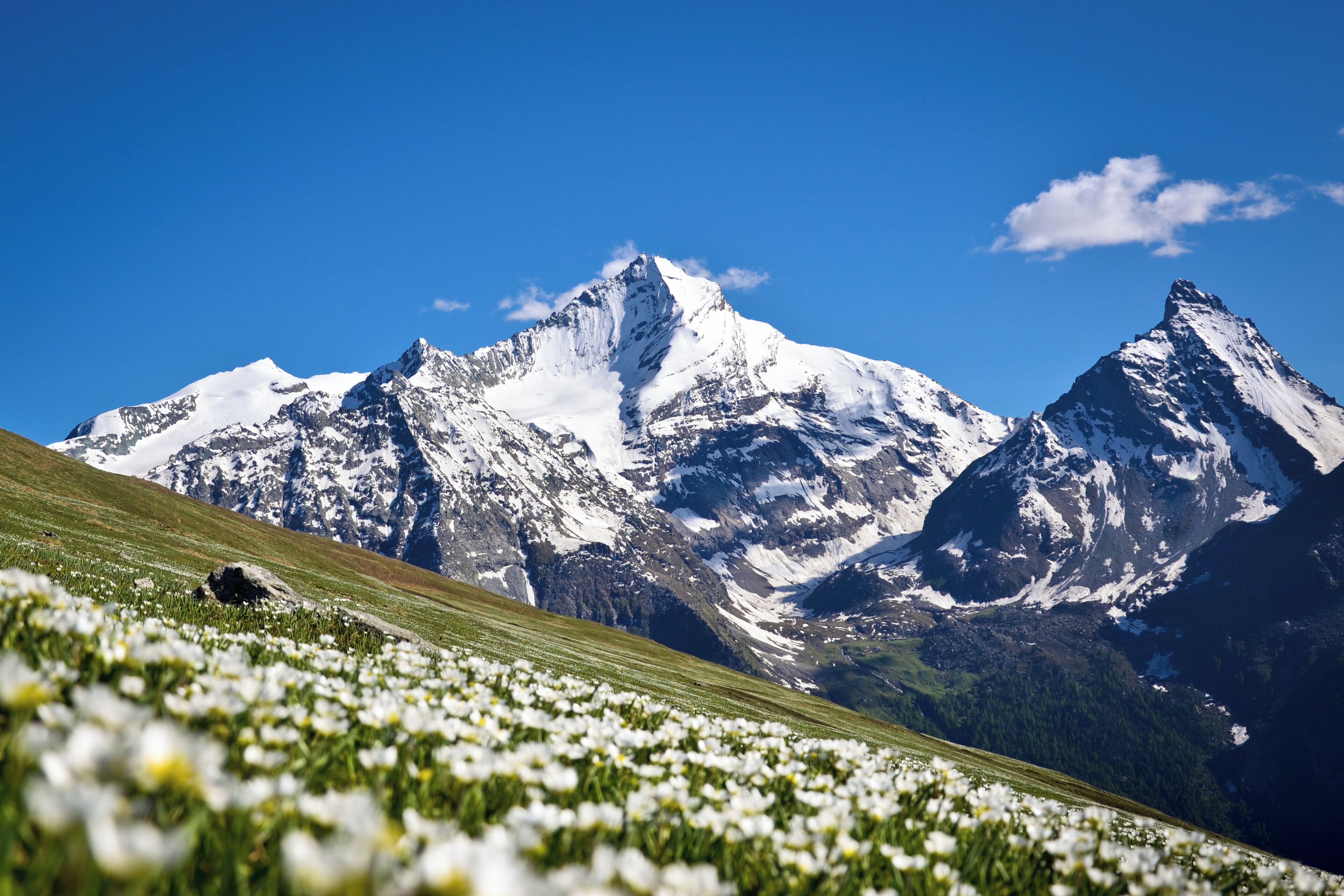 A mountain landscape with snow-capped peaks and a foreground of white flowers.