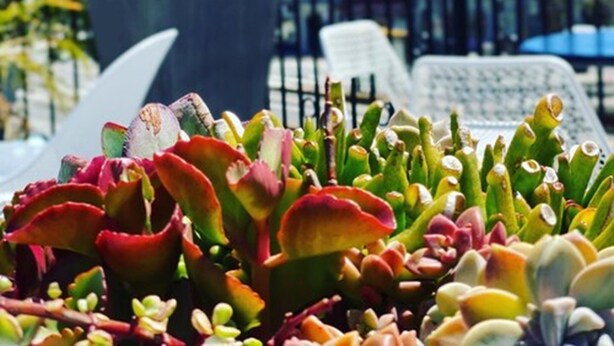 Una planta suculenta en maceta en un balcón con baranda de metal y una silla al fondo.