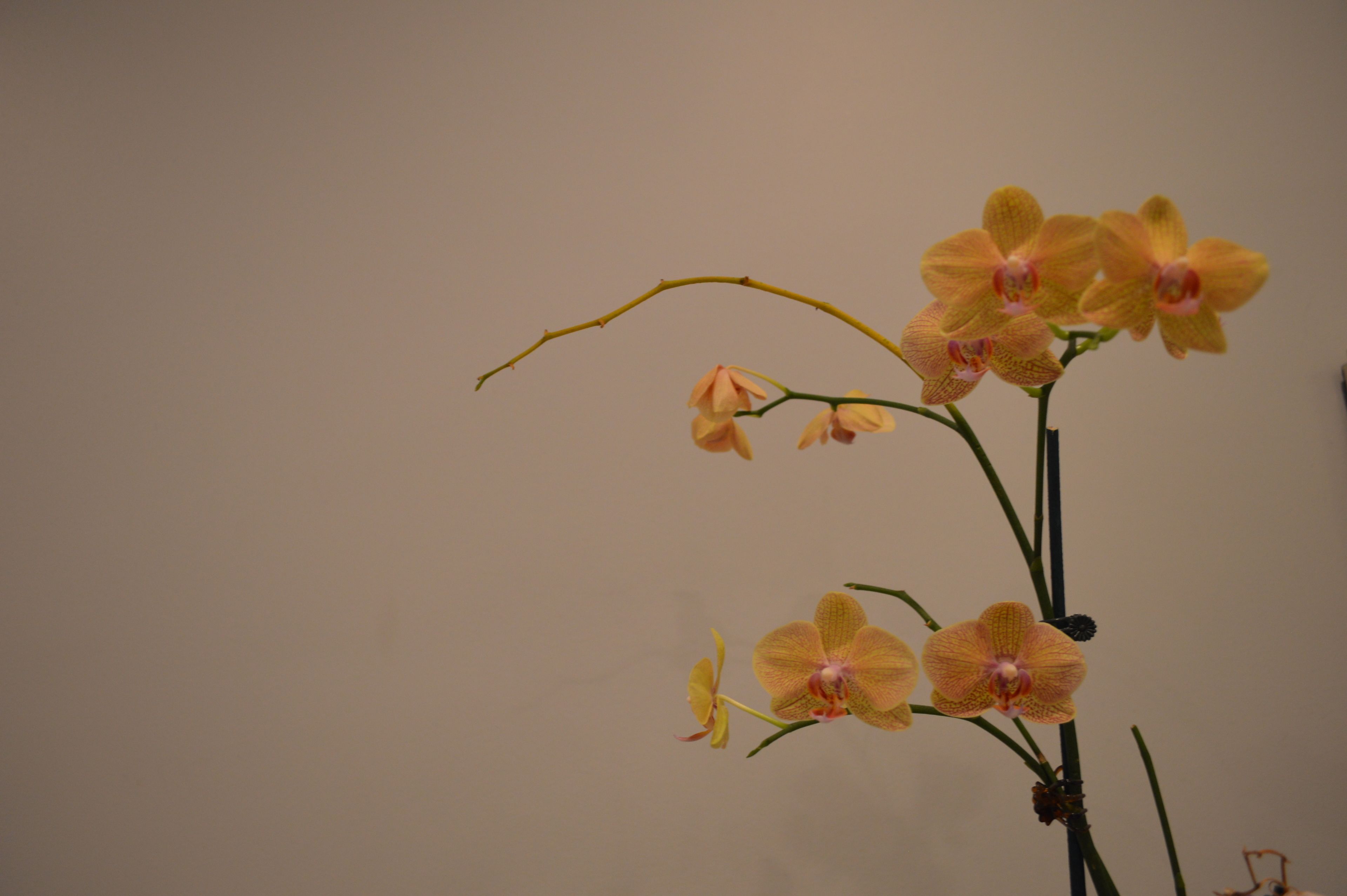 A potted orchid plant with multiple blooms against a plain wall.