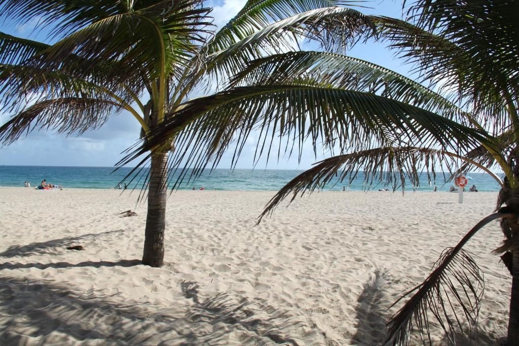 A beach with palm trees and the ocean in the background.