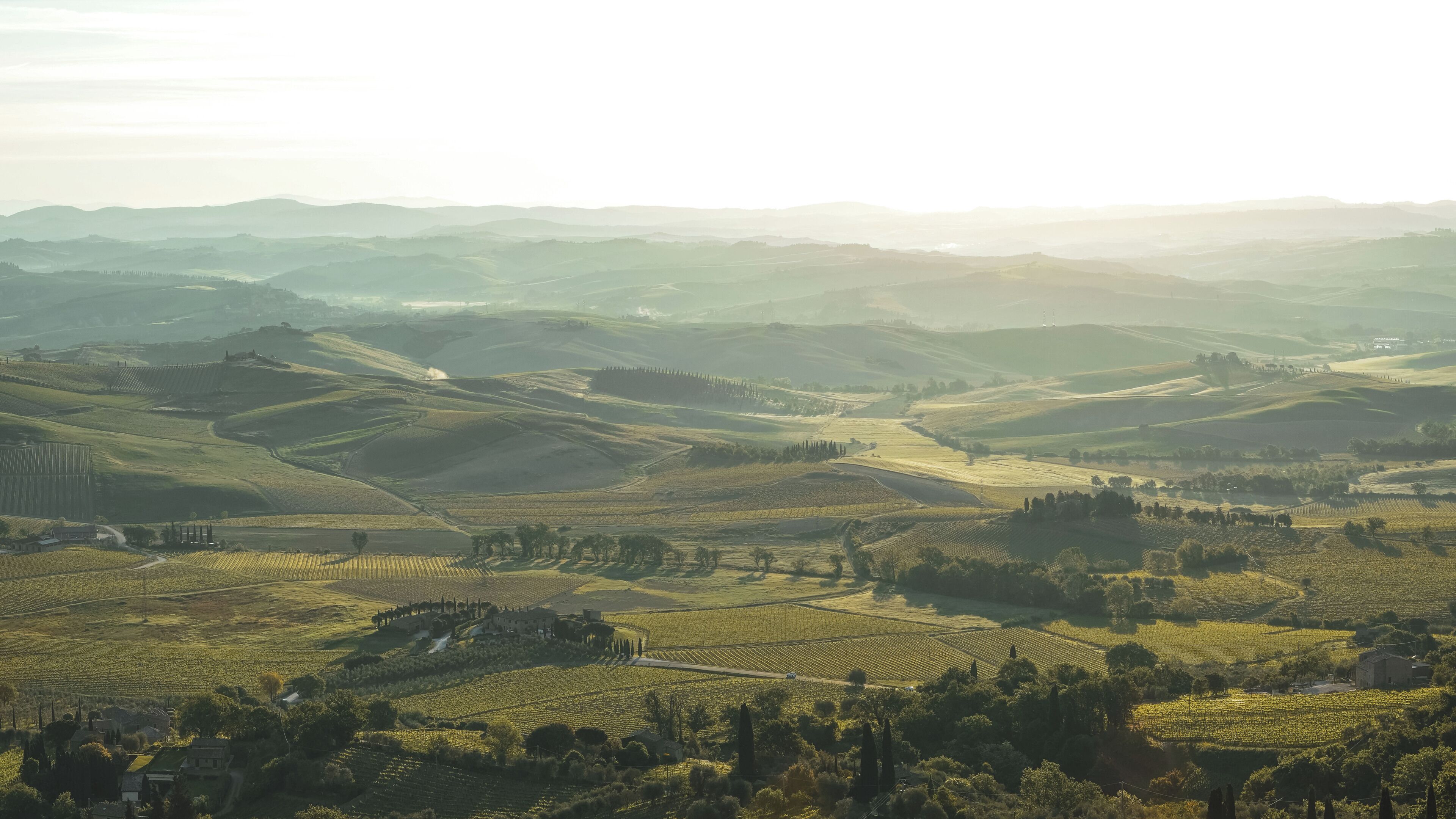 A vineyard landscape with rolling hills, rows of grapevines, and scattered buildings.