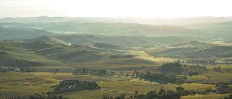 A vineyard landscape with rolling hills, rows of grapevines, and scattered buildings.