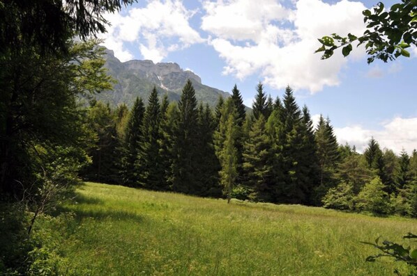 A grassy field with tall trees and a mountain in the background.